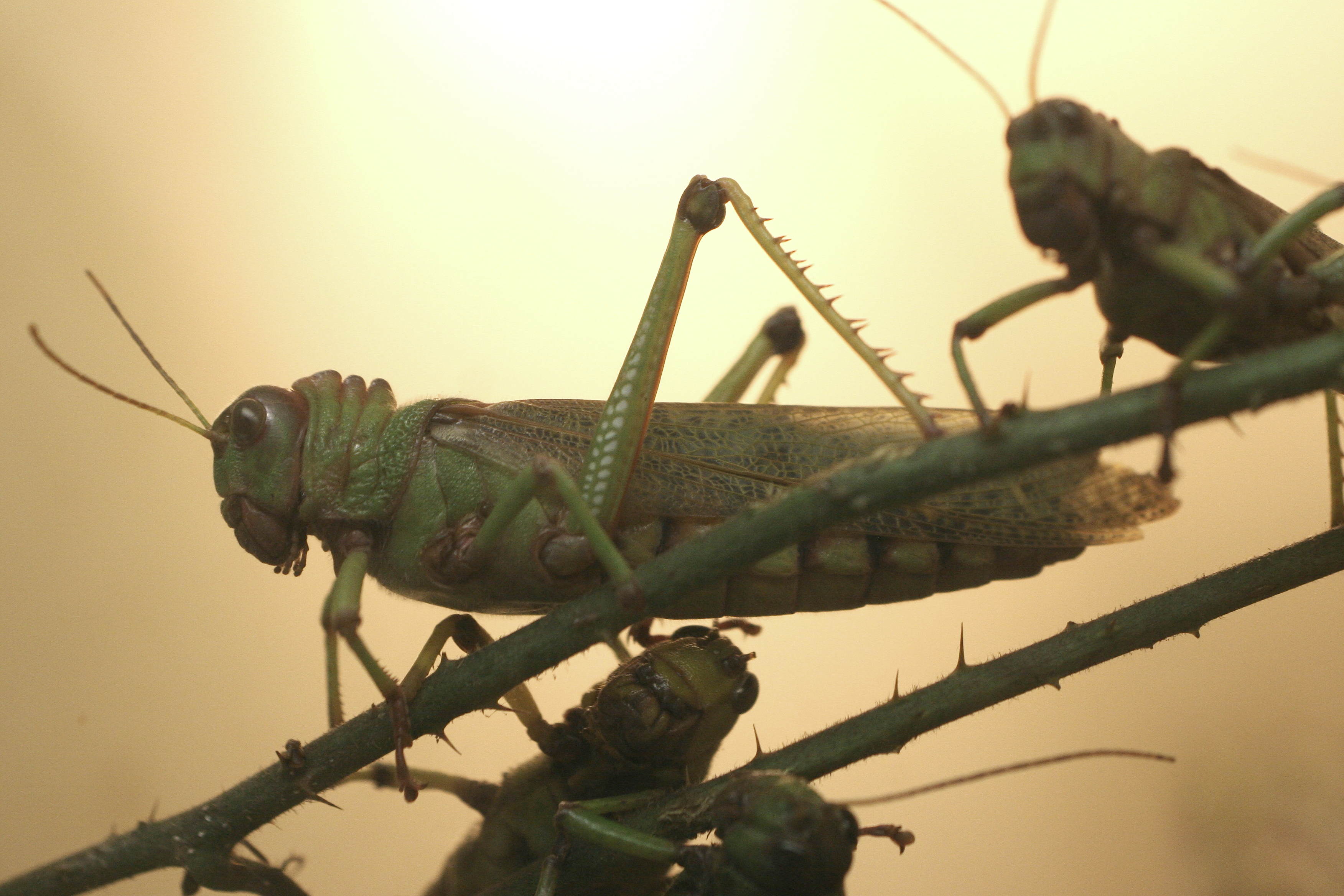 tropidacris_collaris3md