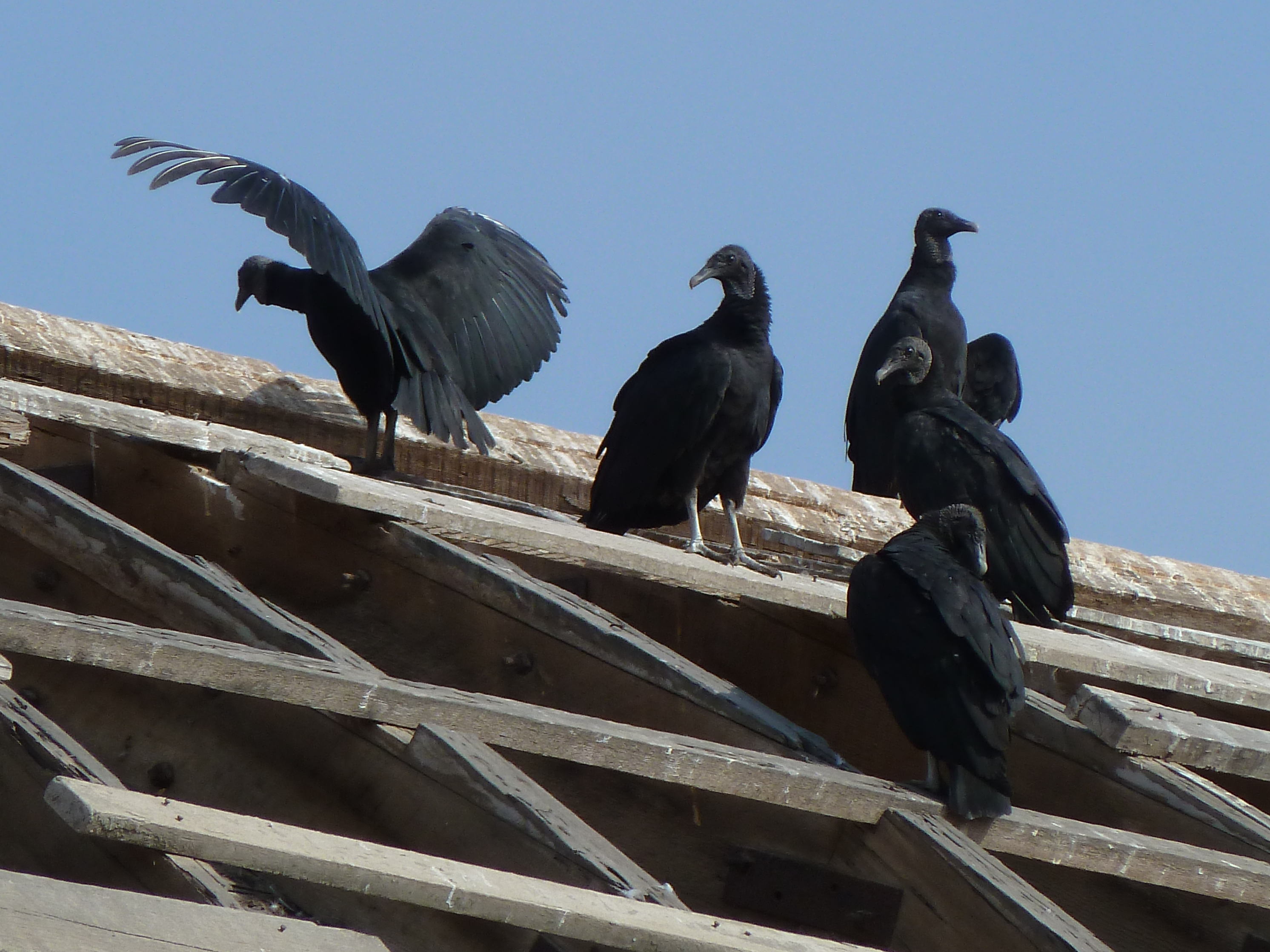 urubu_a_tete_noire_-_coragyps_atratus4gc