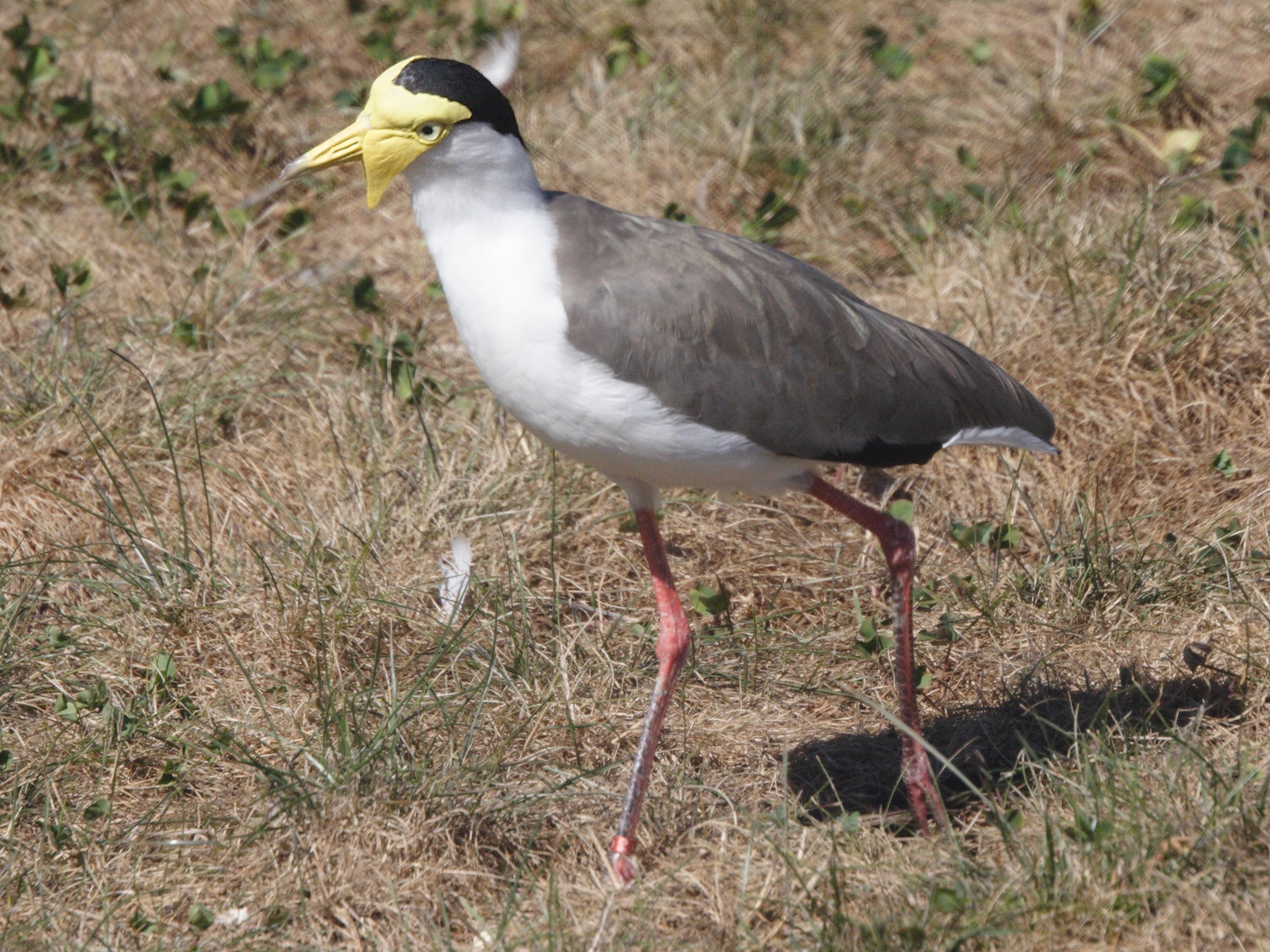 vanneau_soldat_-_vanellus_miles_miles2md