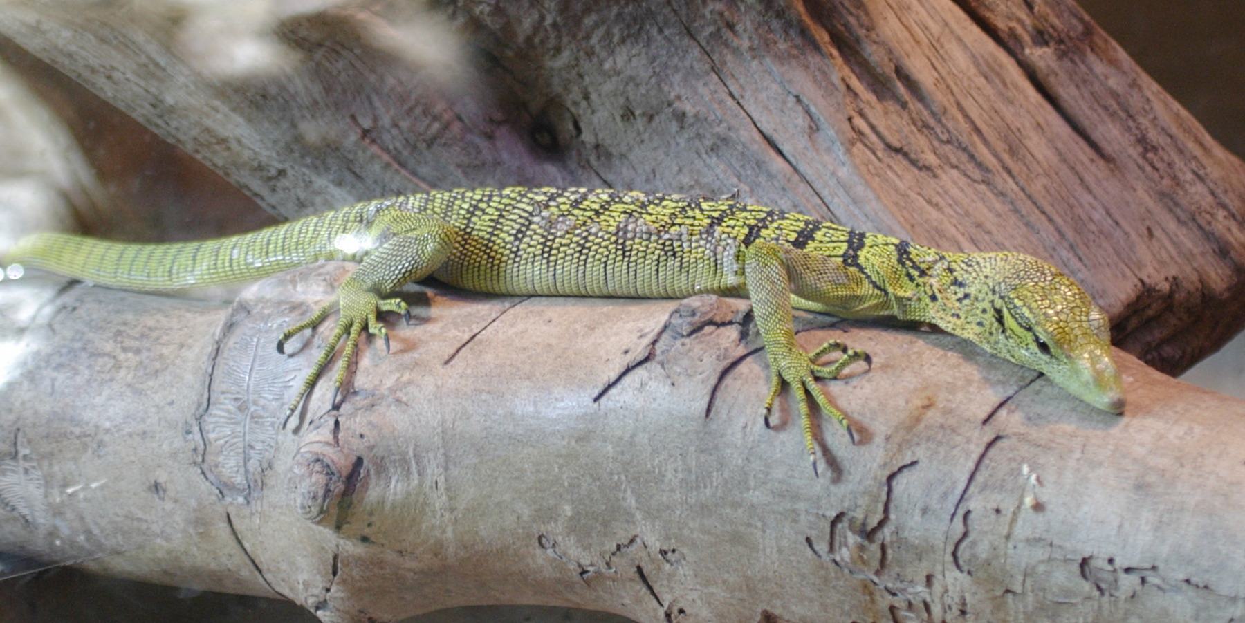 varanus_prasinus1bd