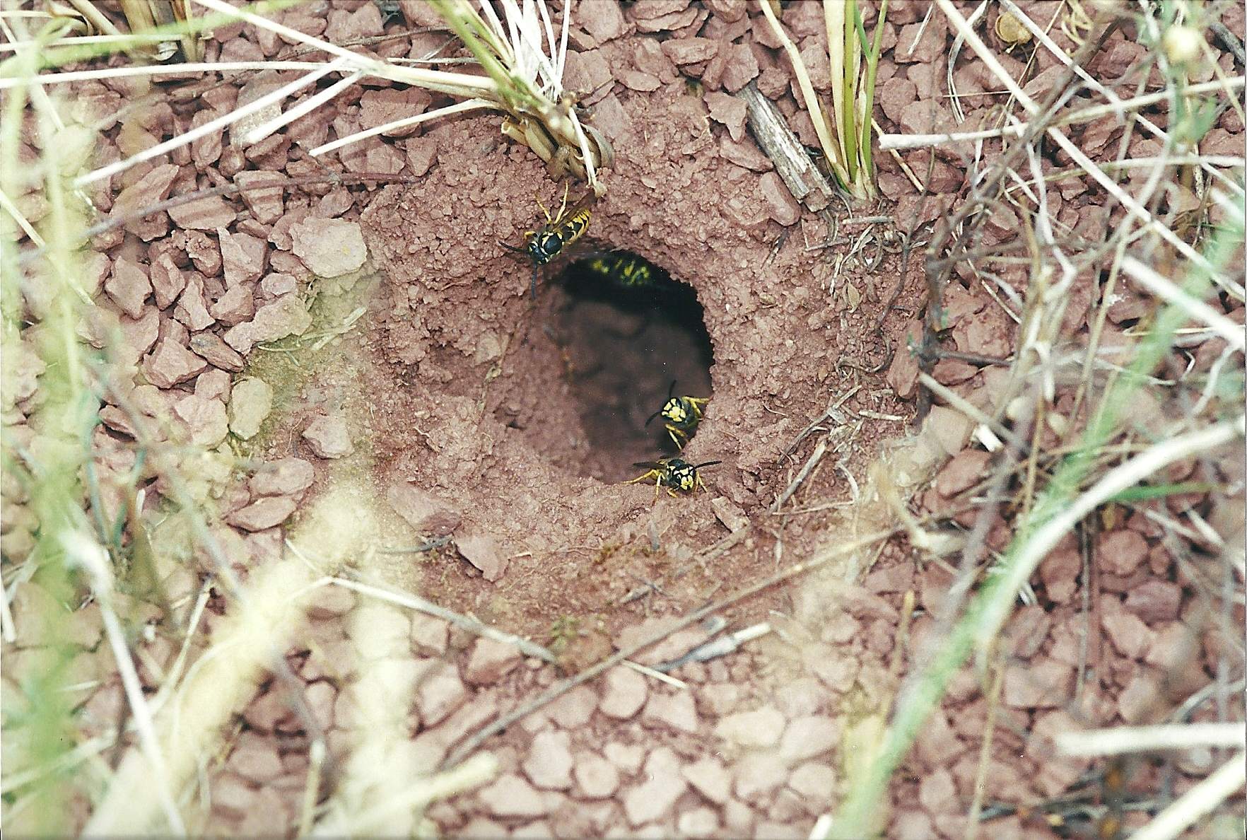 vespula_germanica1md