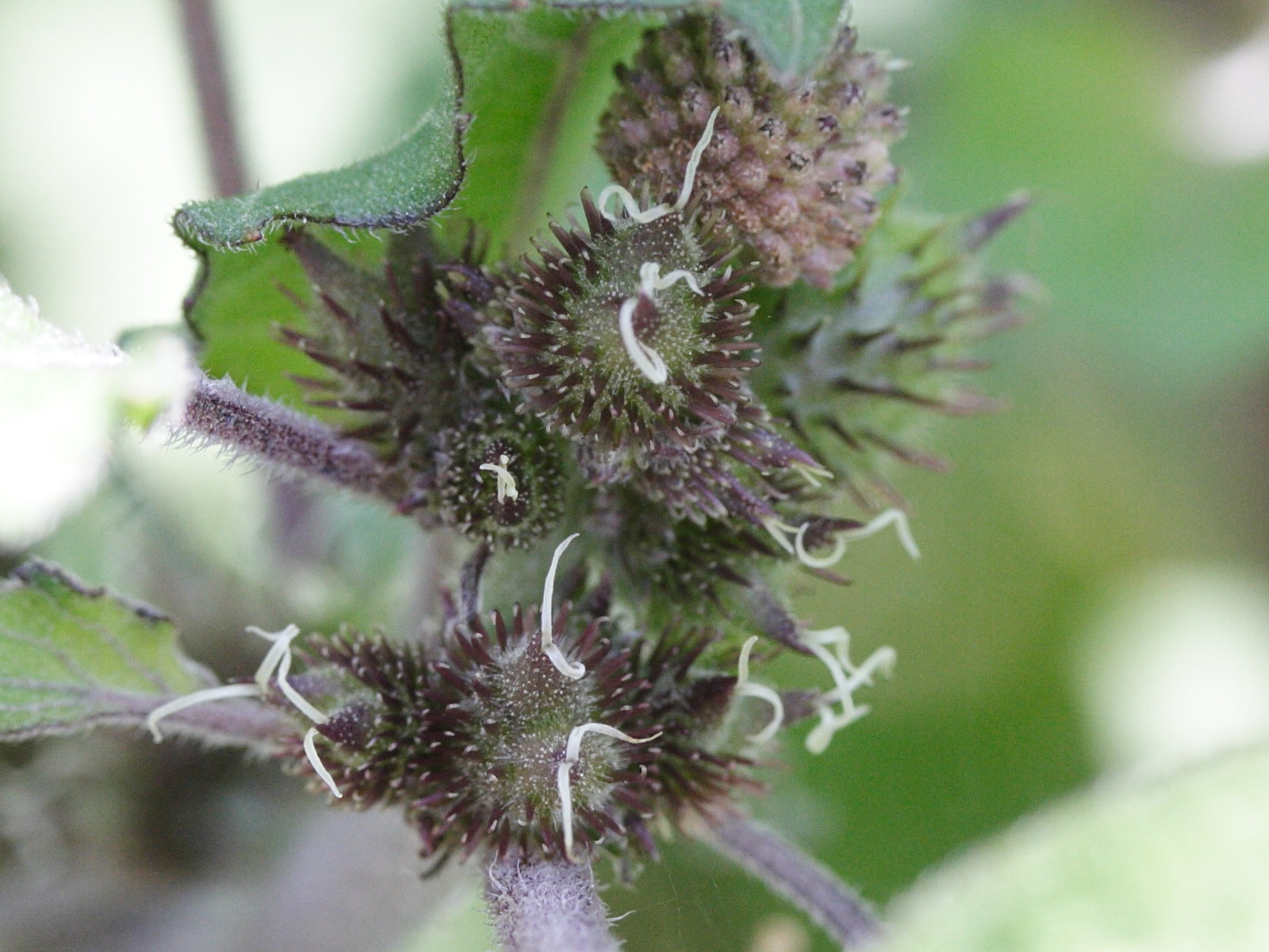 xanthium_strumarium4md