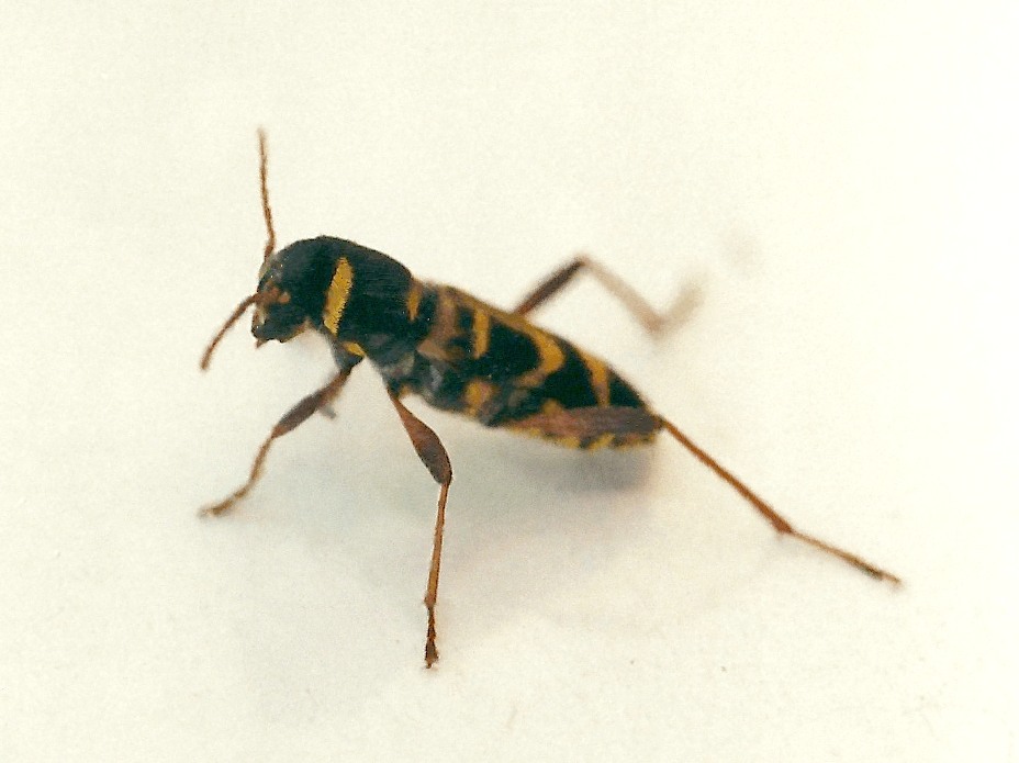 xylotrechus_arvicola4md