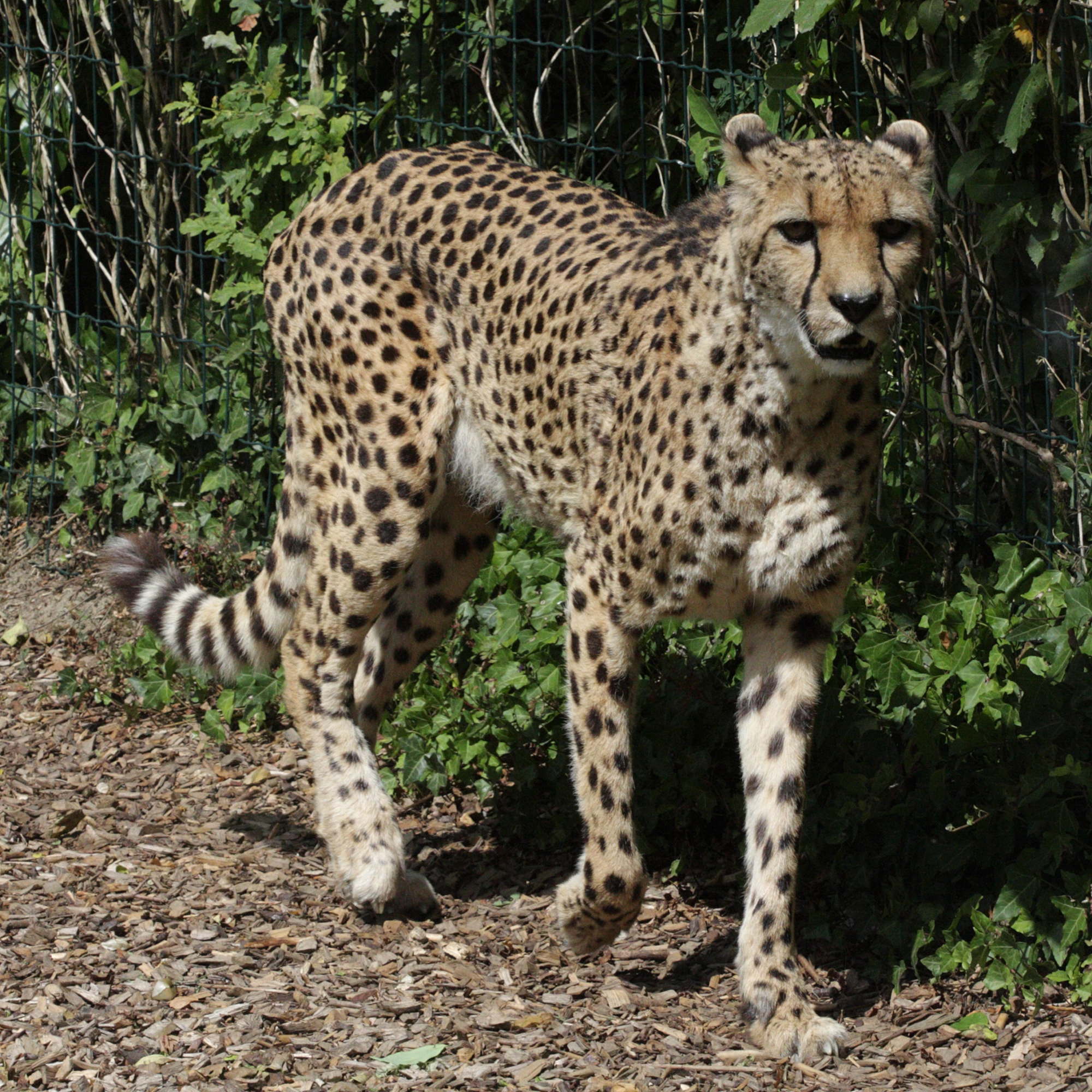acinonyx_jubatus3bd