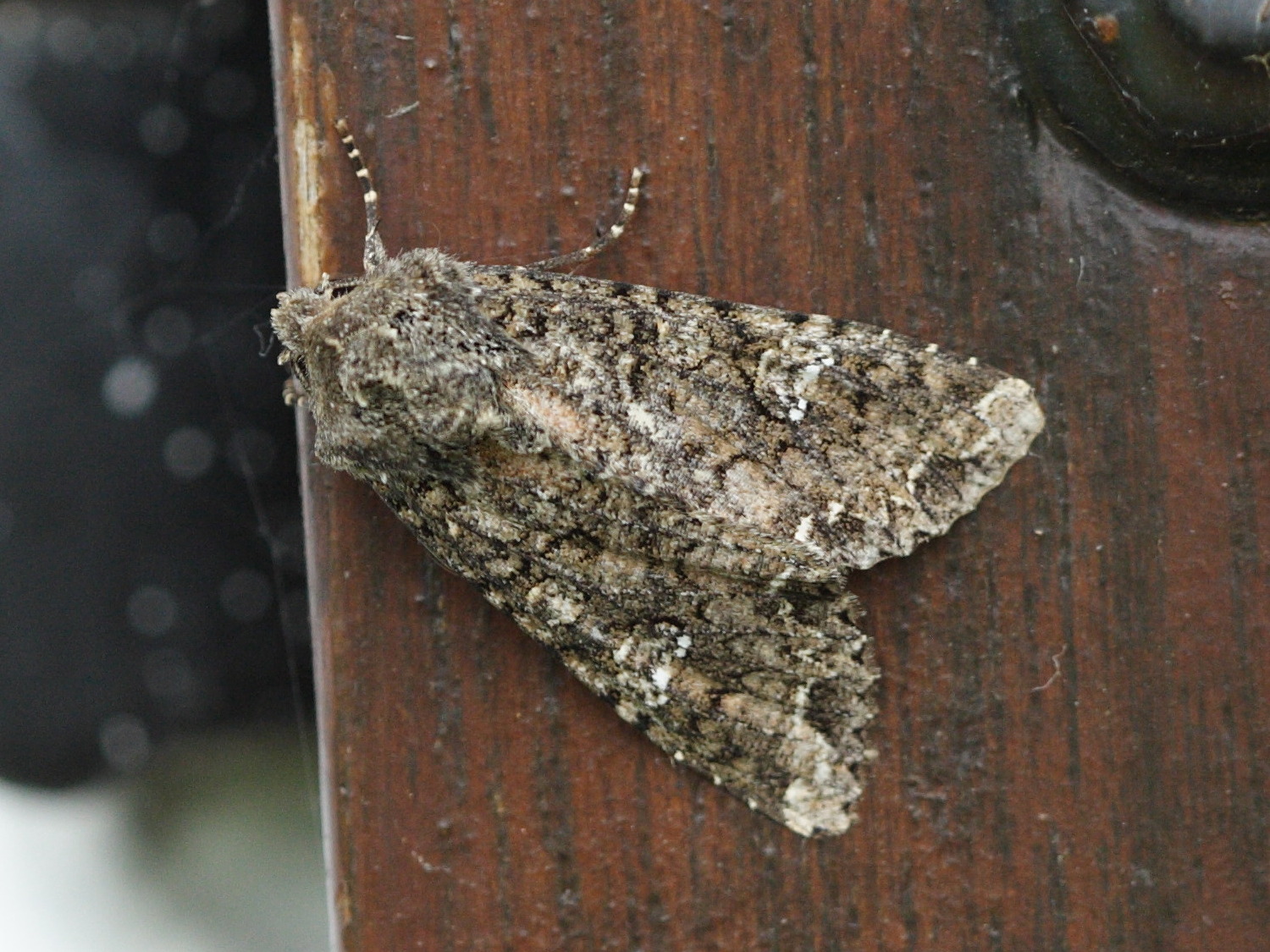 acronicta_rumicis2md