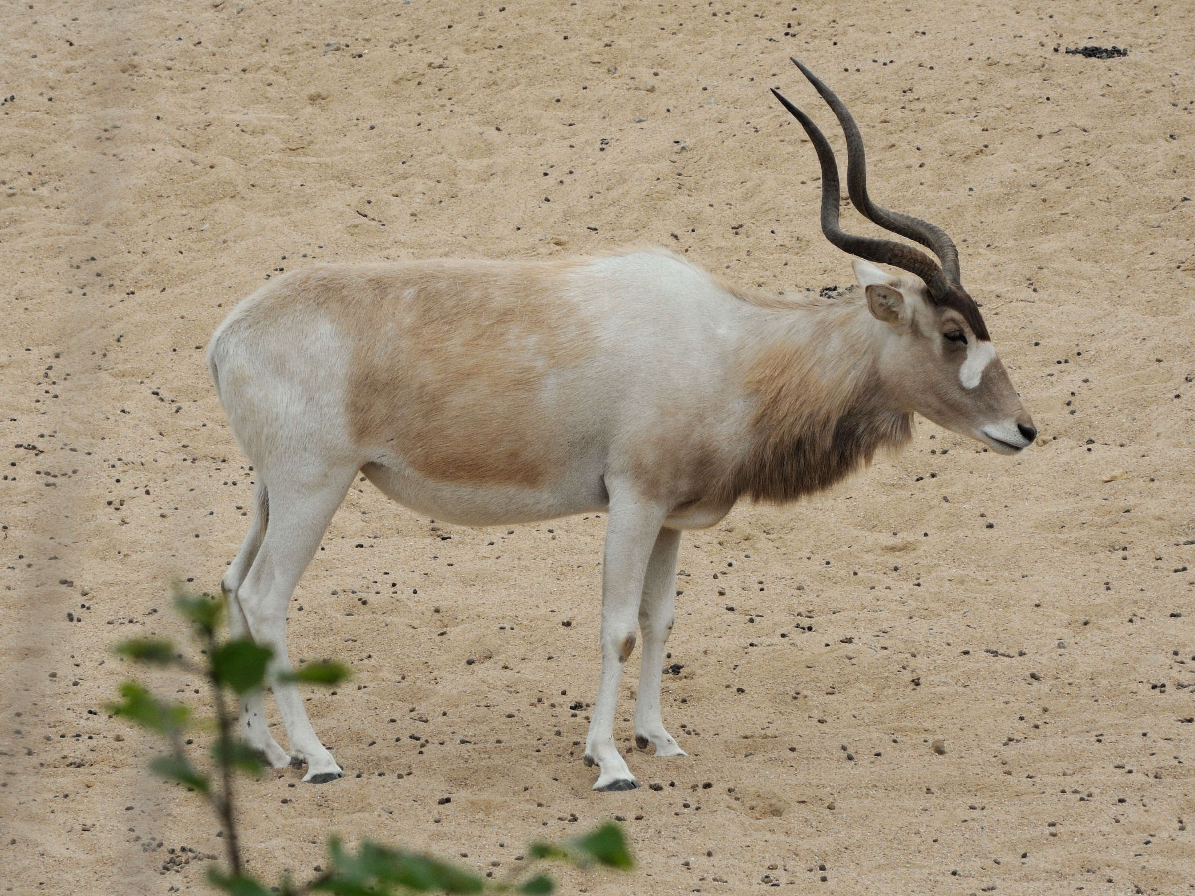 addax_nasomaculatus3md