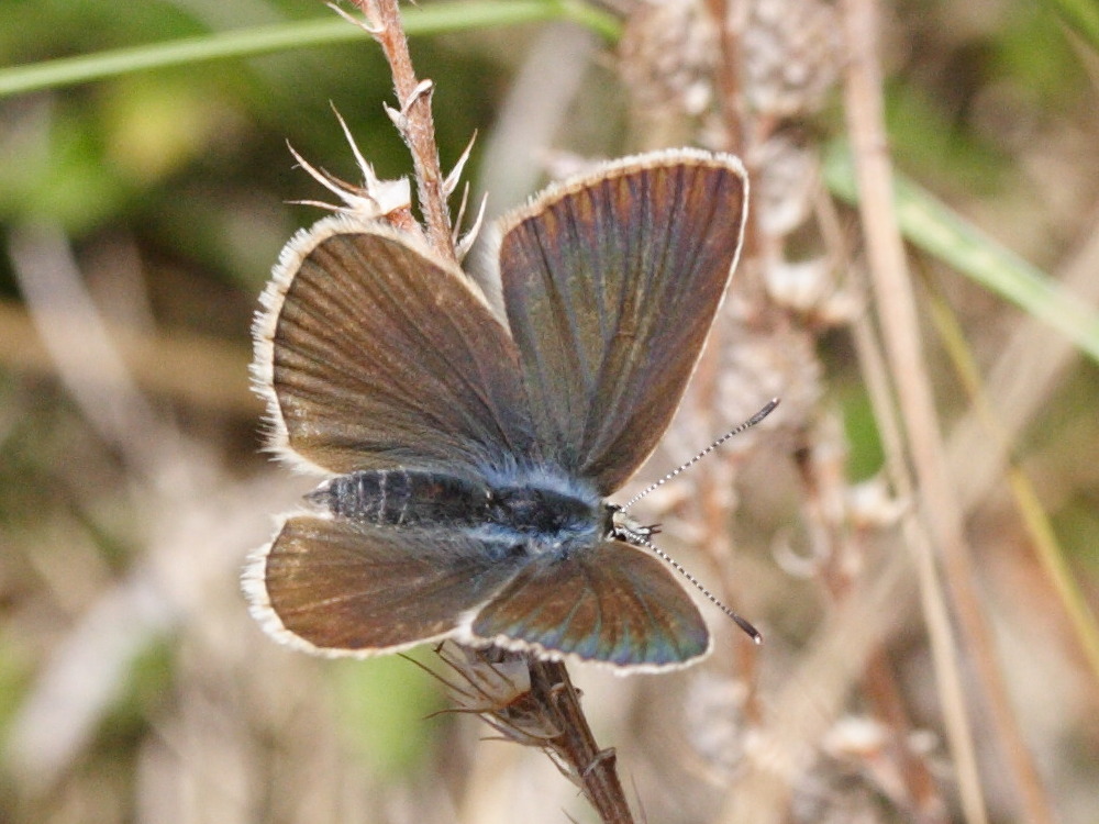 agrodiaetus_damon5md