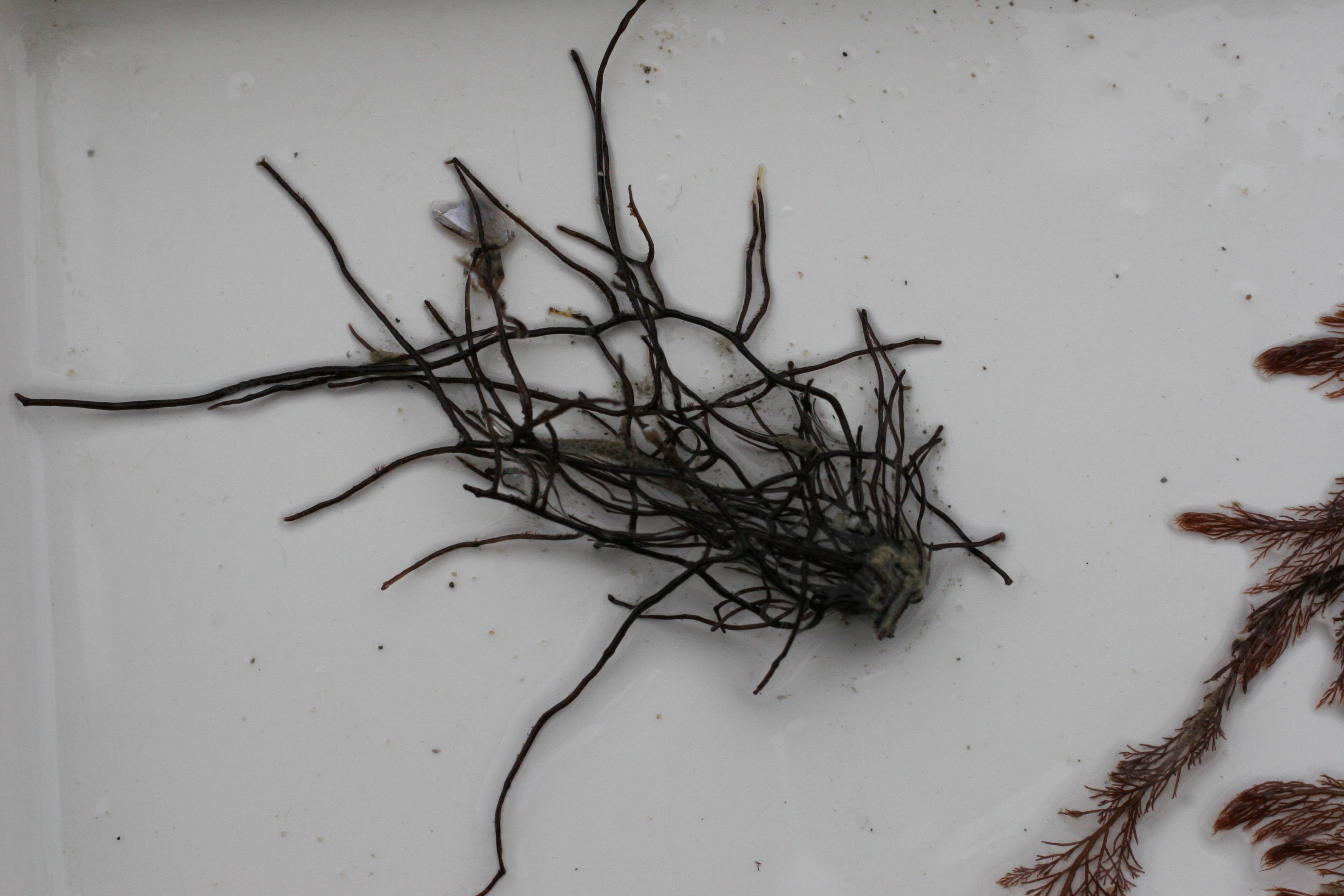 ahnfeltia_plicata1md