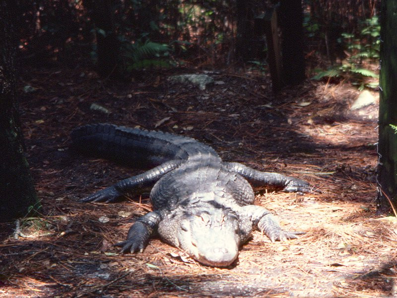 Afficher le média alligator_mississipiensis1md alligator_mississipiensis1md