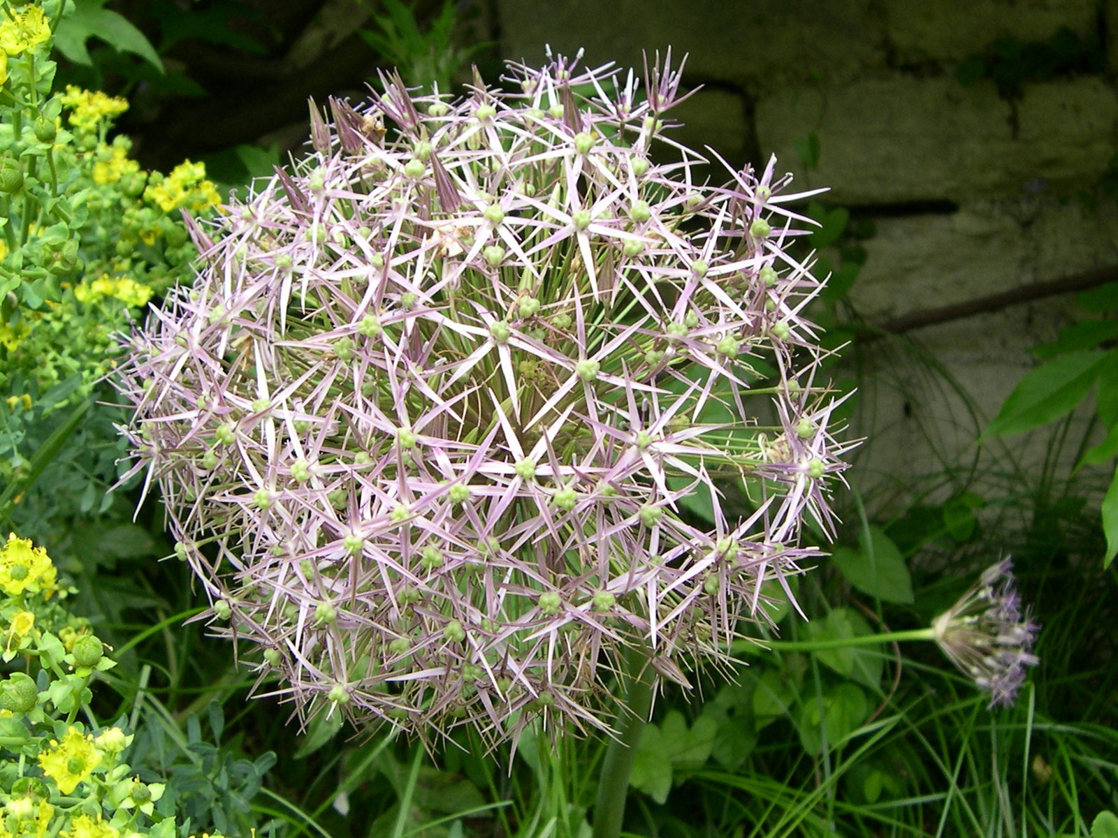allium_christophii1md
