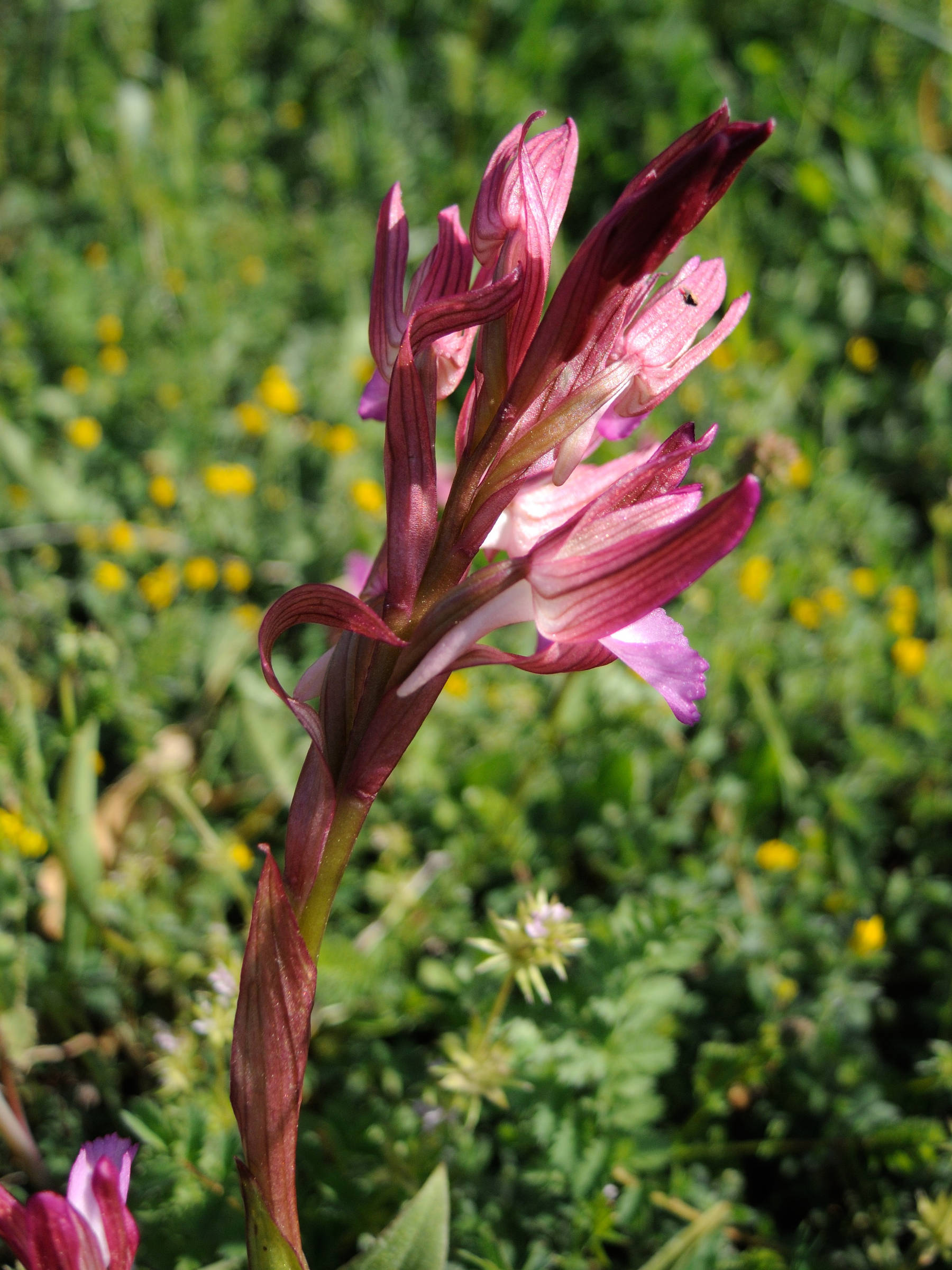 anacamptis_papilionacea2md