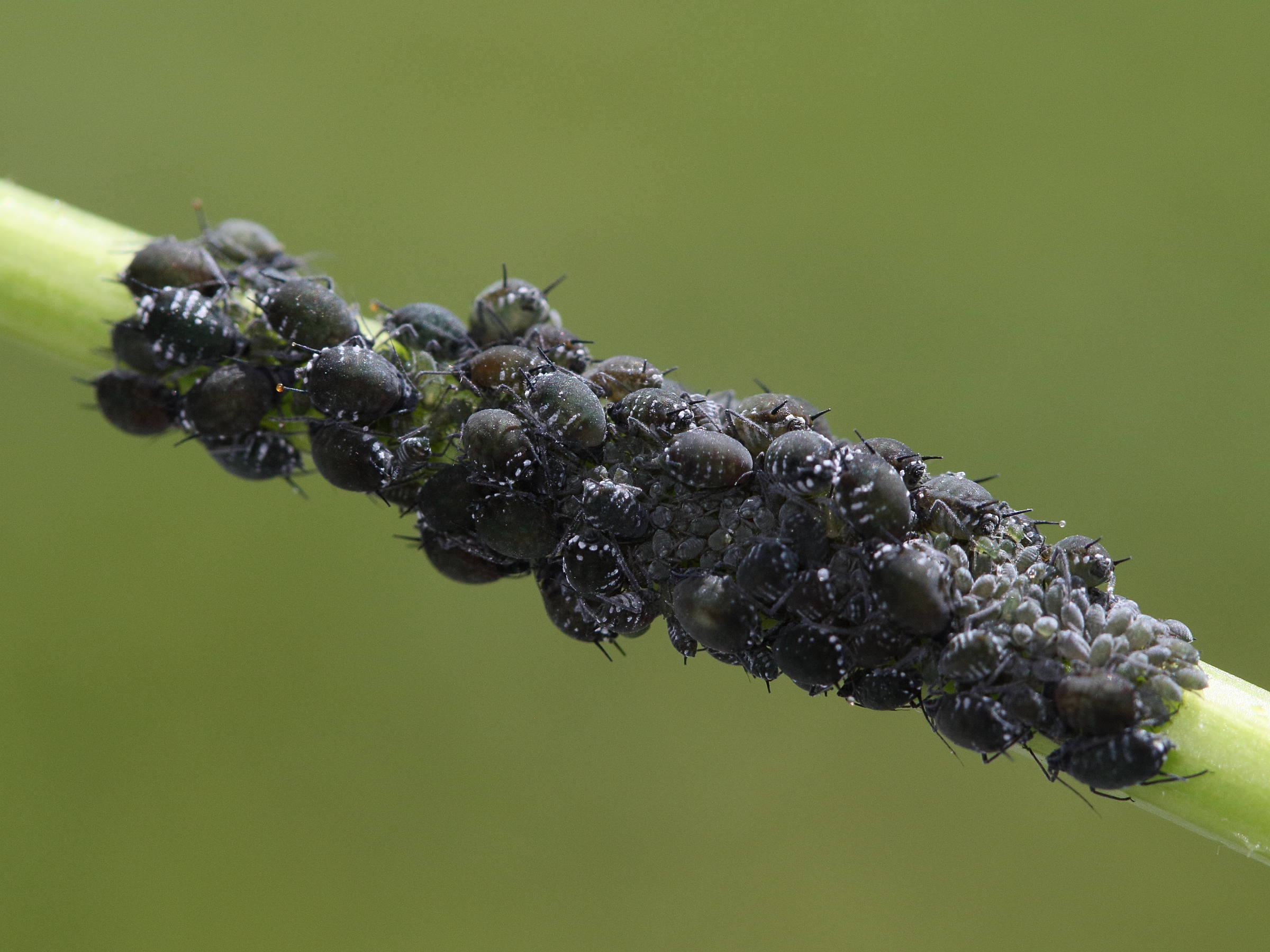 aphis_sambuci2bd