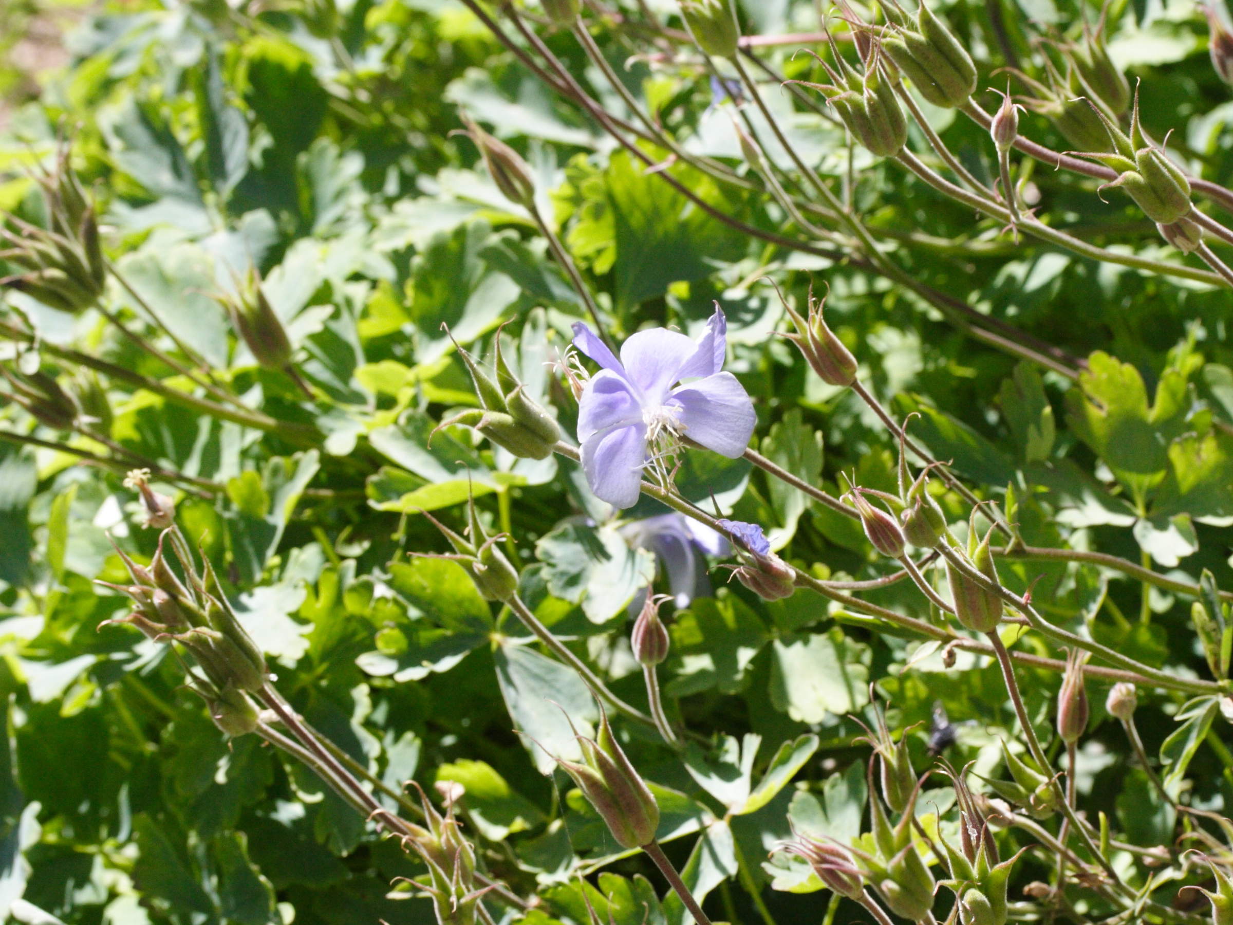 Afficher le média aquilegia_bernardii1md aquilegia_bernardii1md