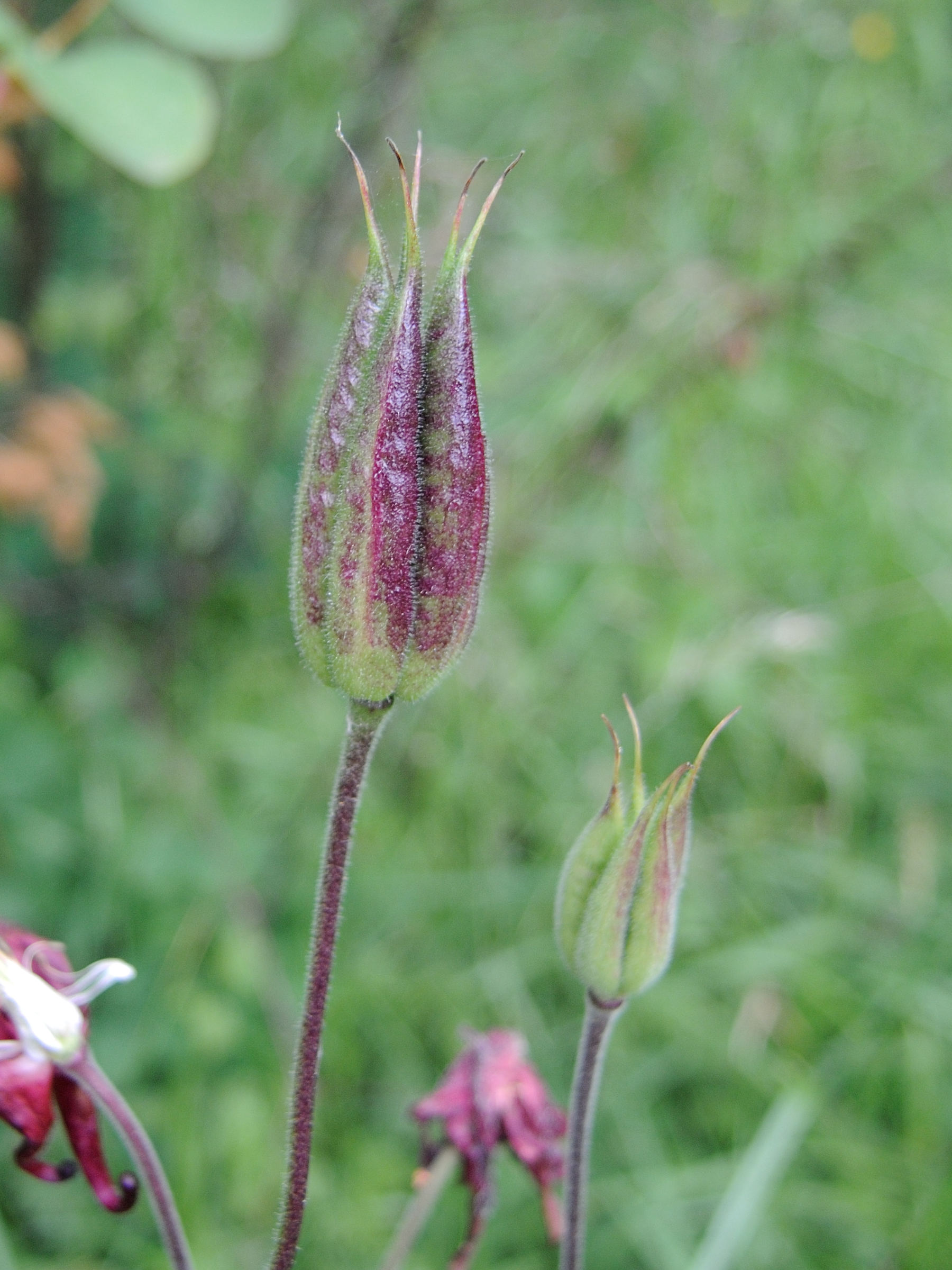 aquilegia_vulgaris8md