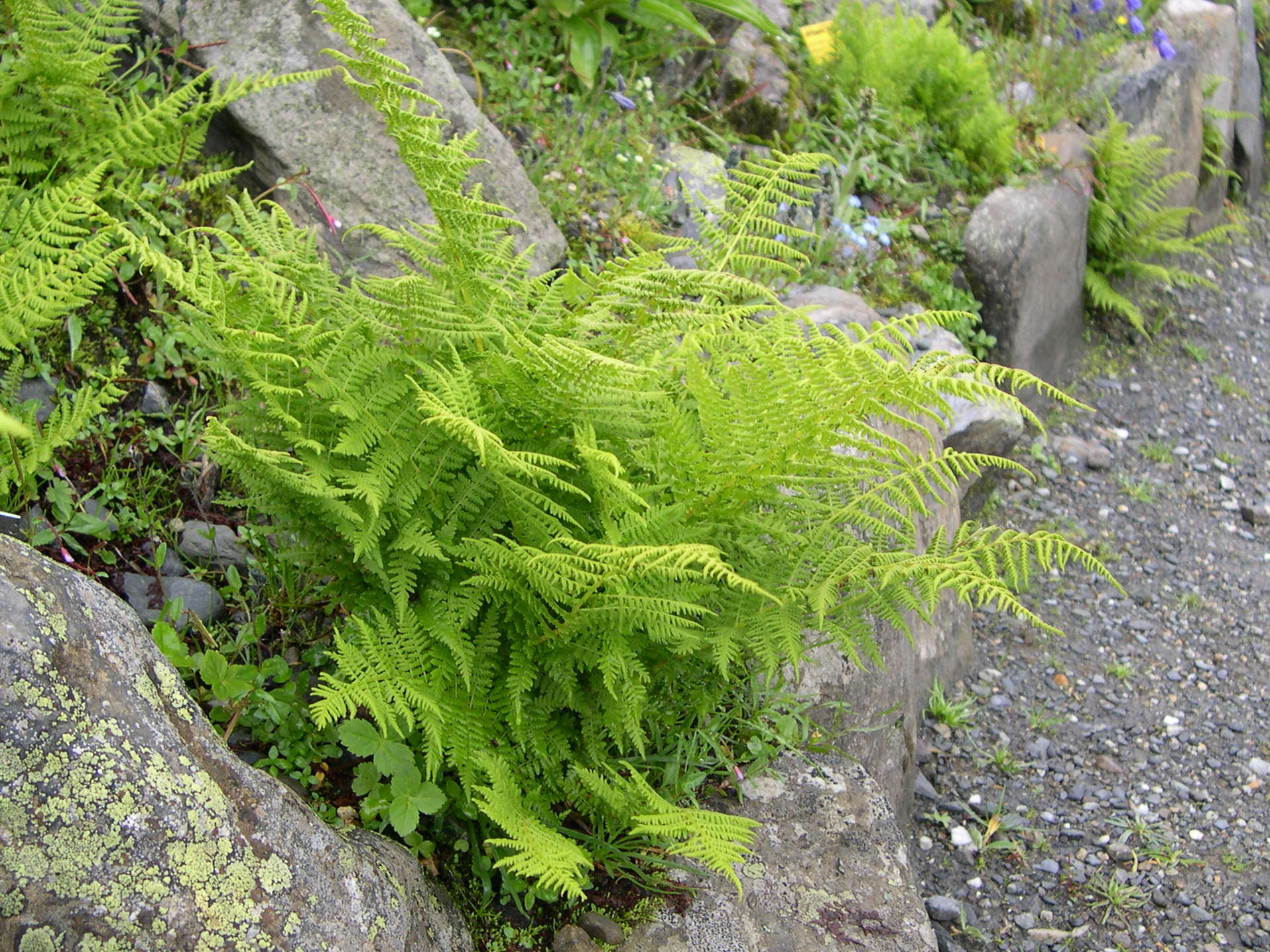 athyrium_distentifolium1md
