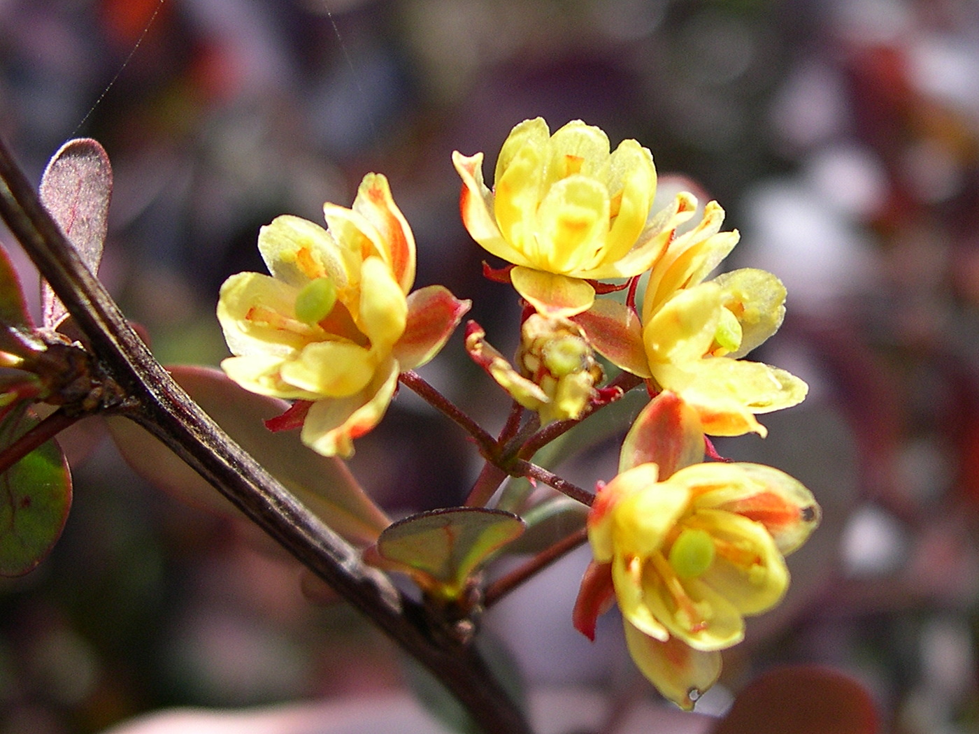 berberis_atropurpureum4md