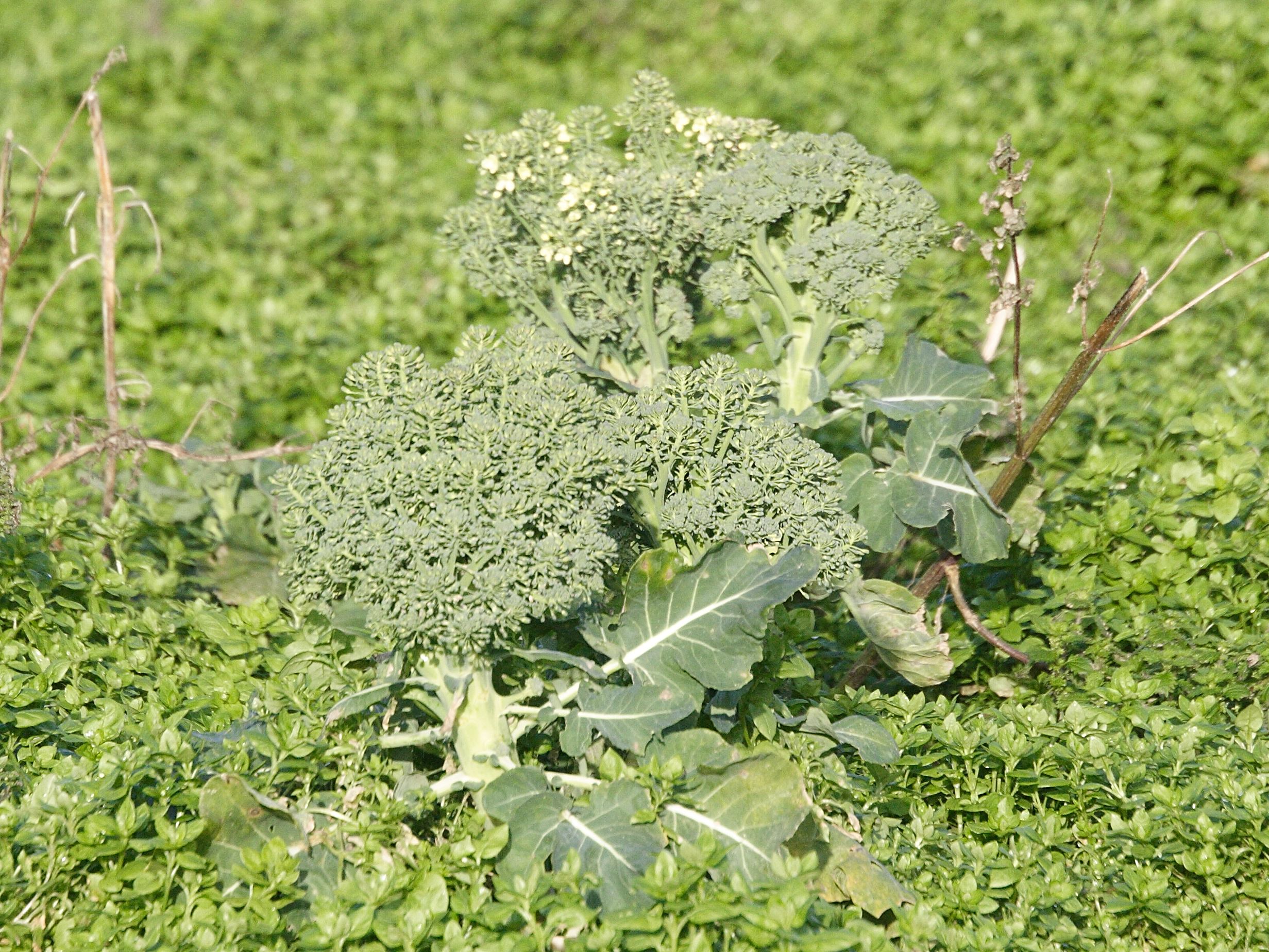 Afficher le média brassica_oleracea_botrytis1md brassica_oleracea_botrytis1md