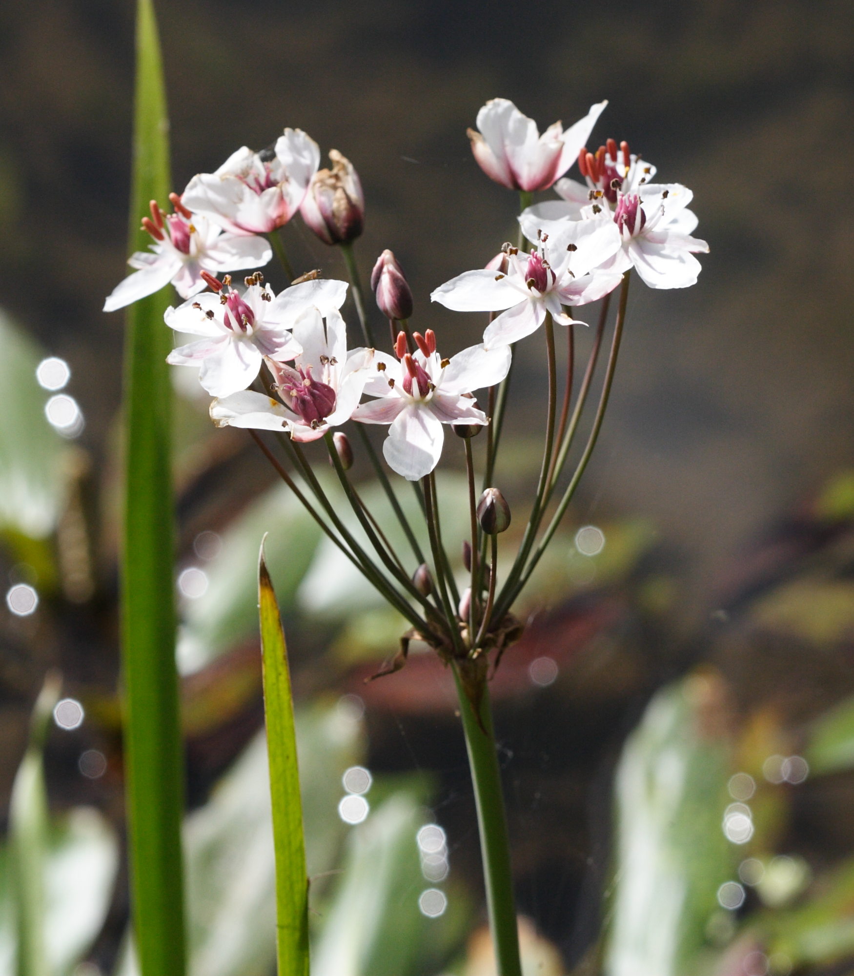 butomus_umbellatus2bd