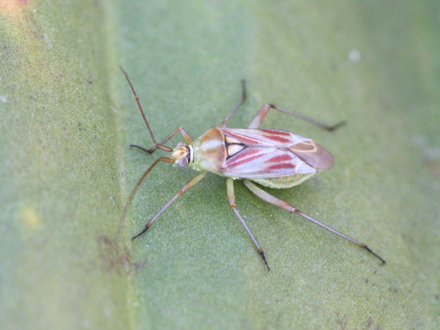 calocoris_roseomaculatus1bd