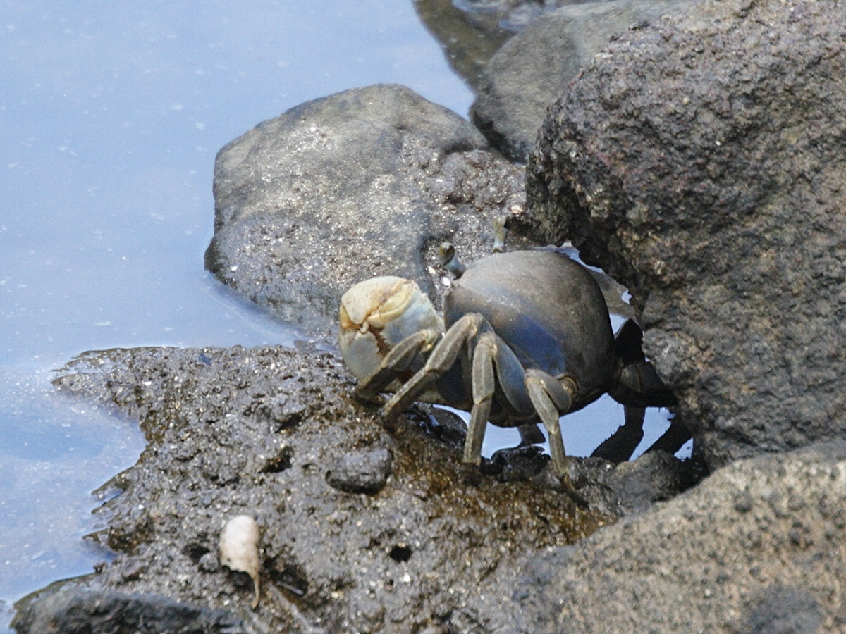 cardisoma_guanhumi1md