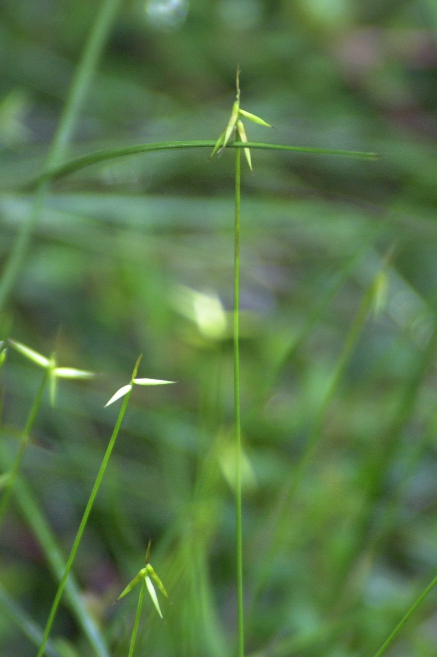 carex_pauciflora2md