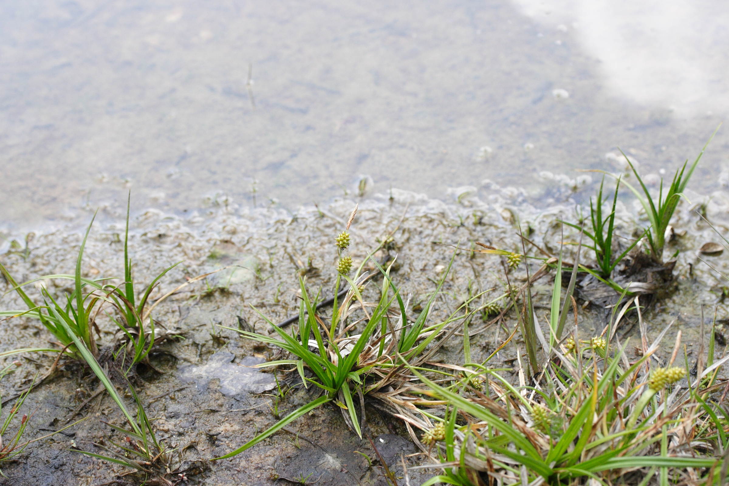 carex_viridula_oedocarpa2md