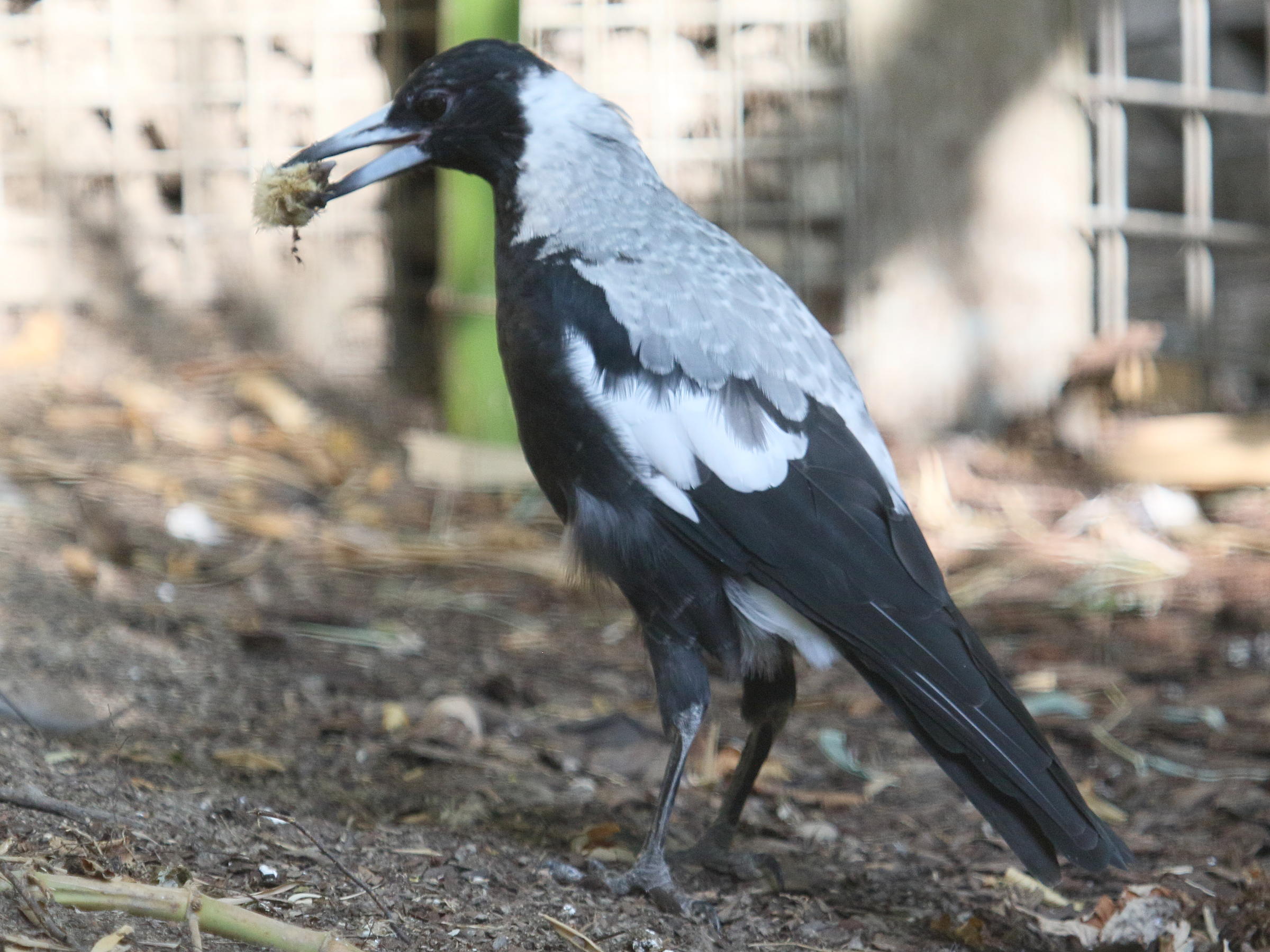 cassican_fluteur_-_gymnorhina_tibicen2bd