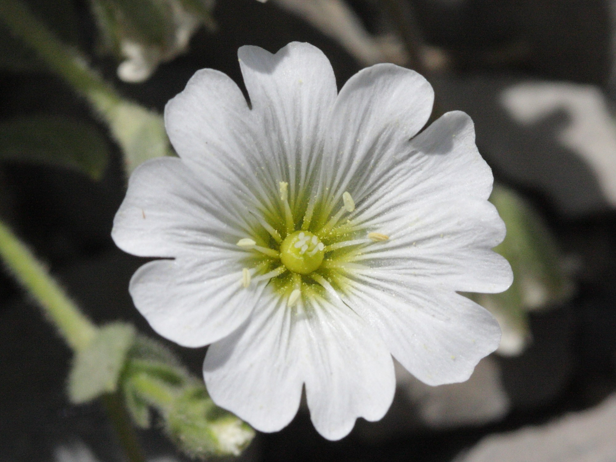 Afficher le média cerastium_latifolium4bd cerastium_latifolium4bd