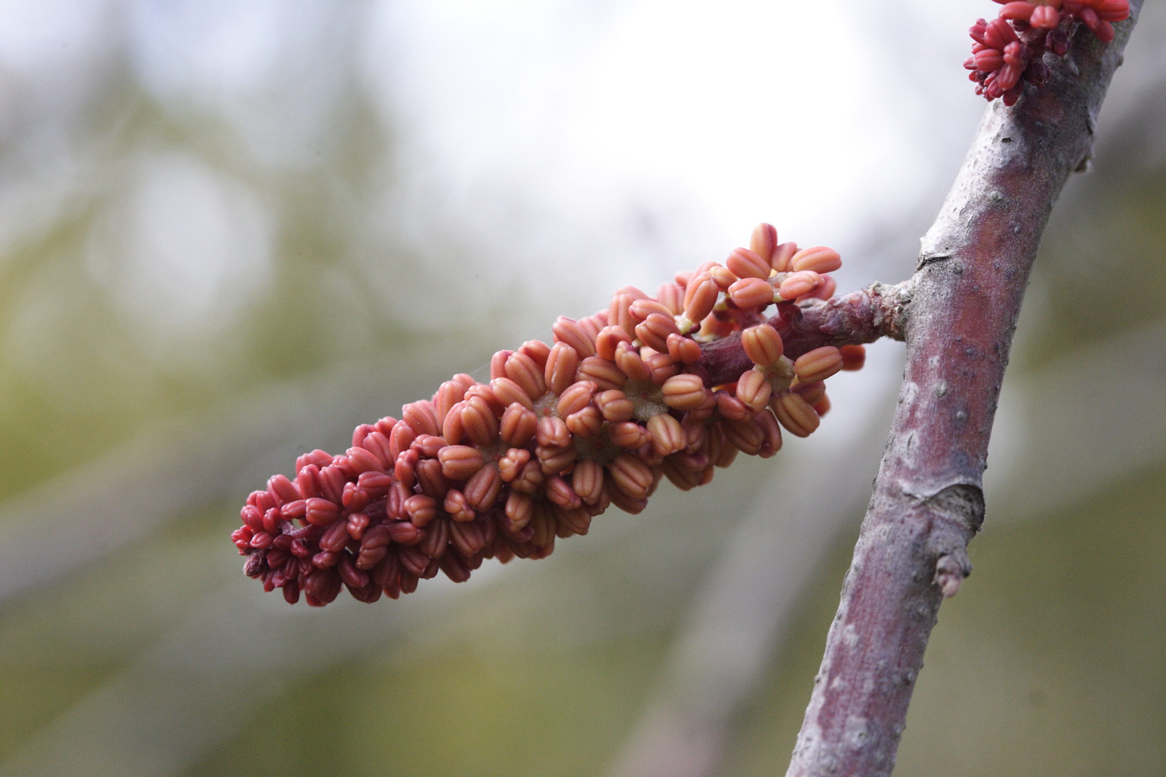 ceratonia_siliqua5md