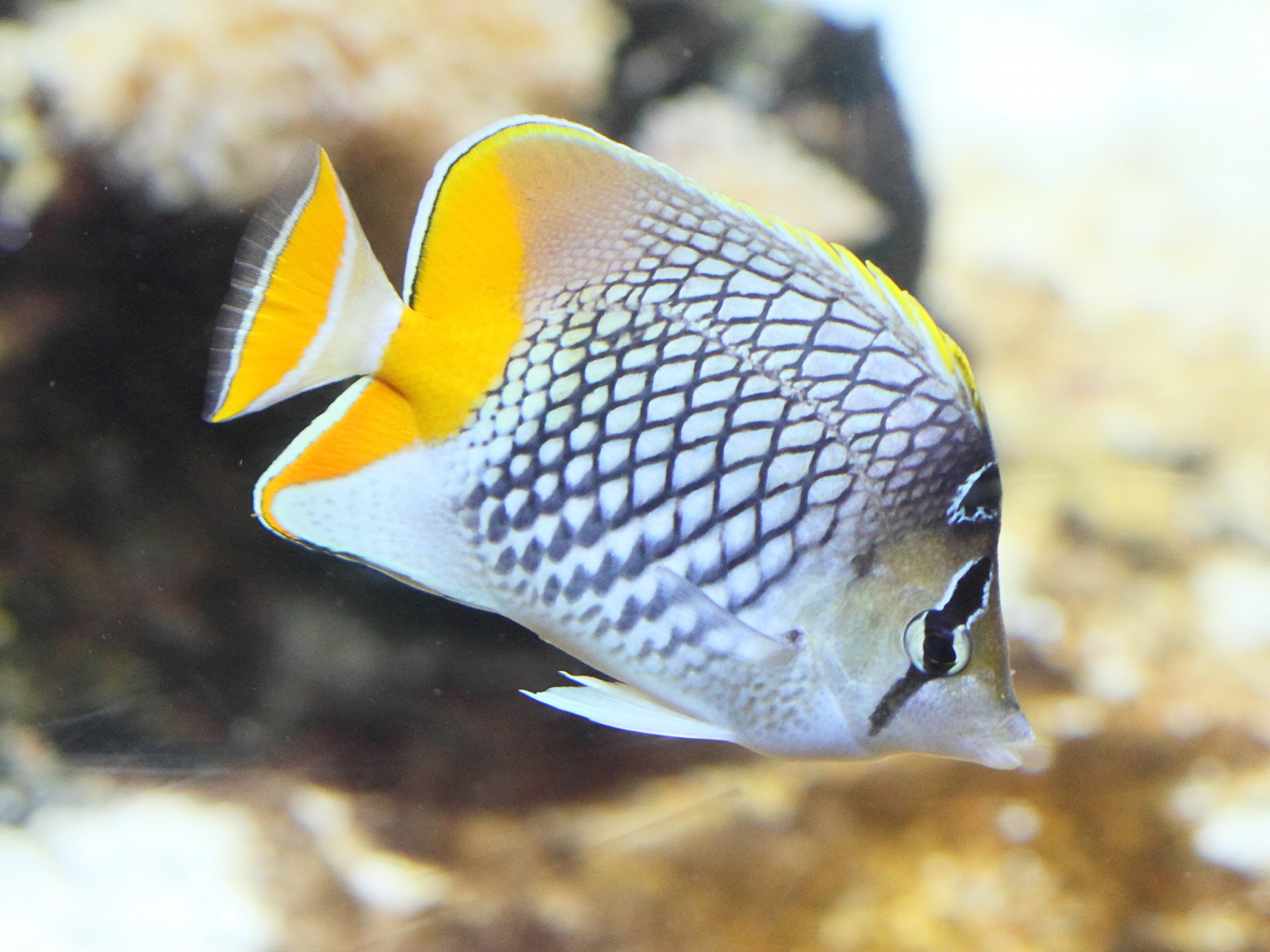 chaetodon_xanthurus2bd