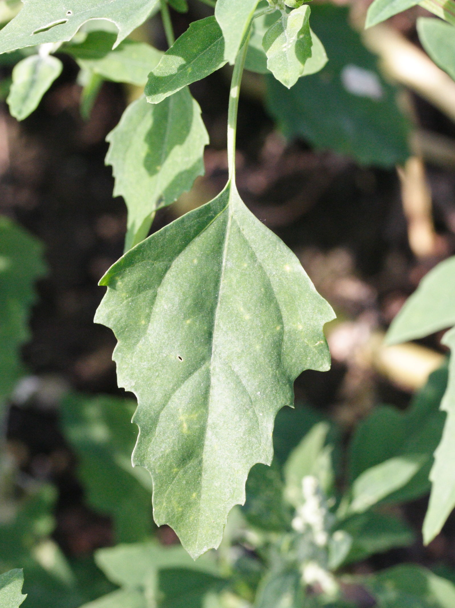 Afficher le média chenopodium_album3md chenopodium_album3md