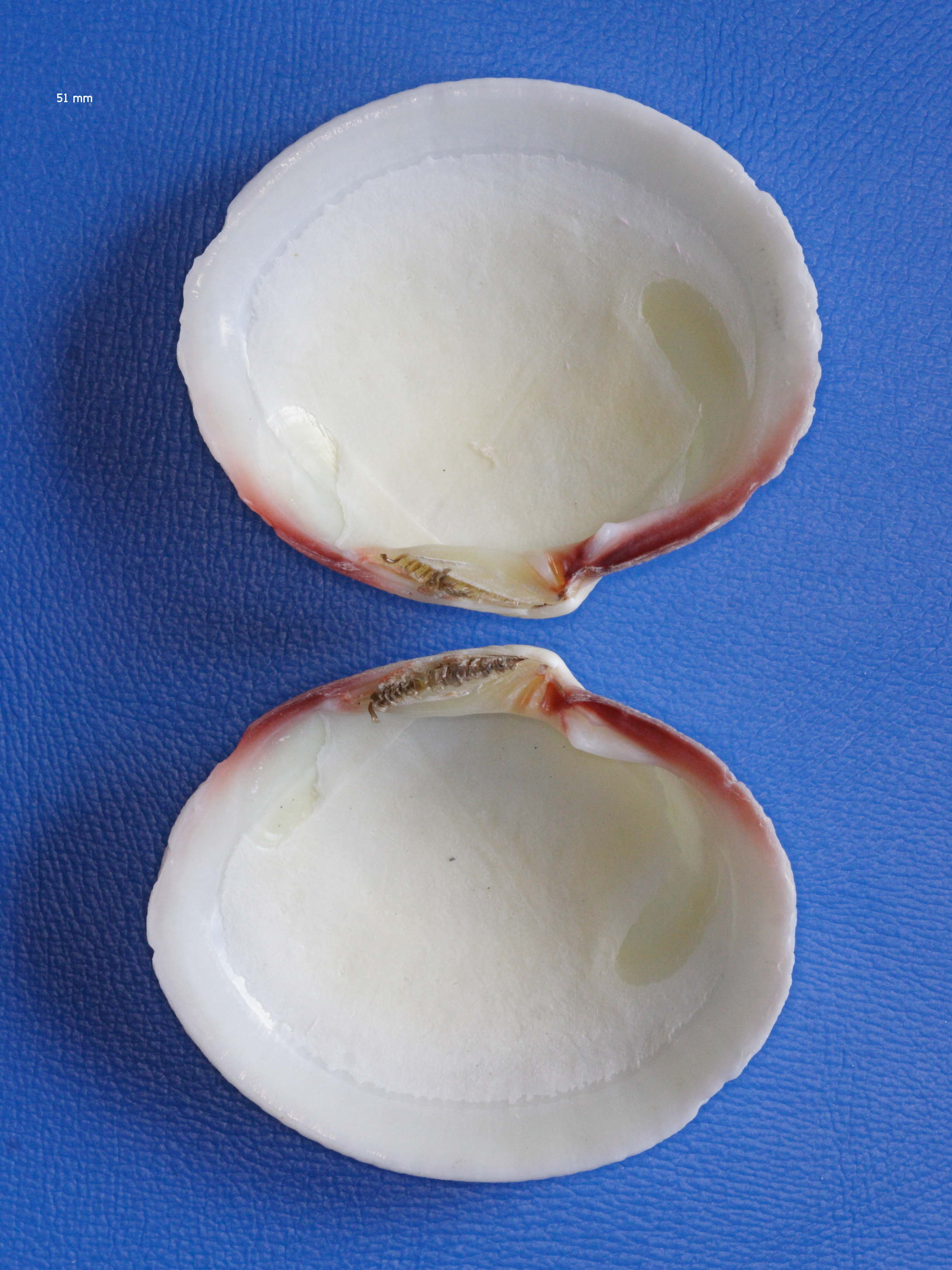 codakia_orbicularis2md