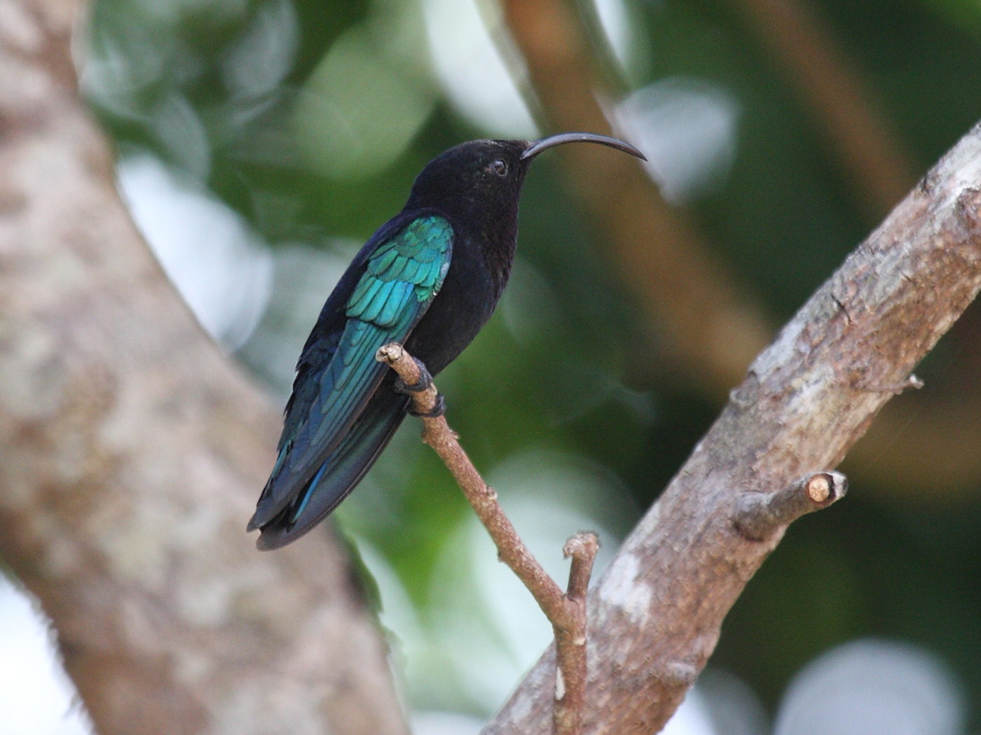 colibri_madere_-_eulampis_jugularis2bd