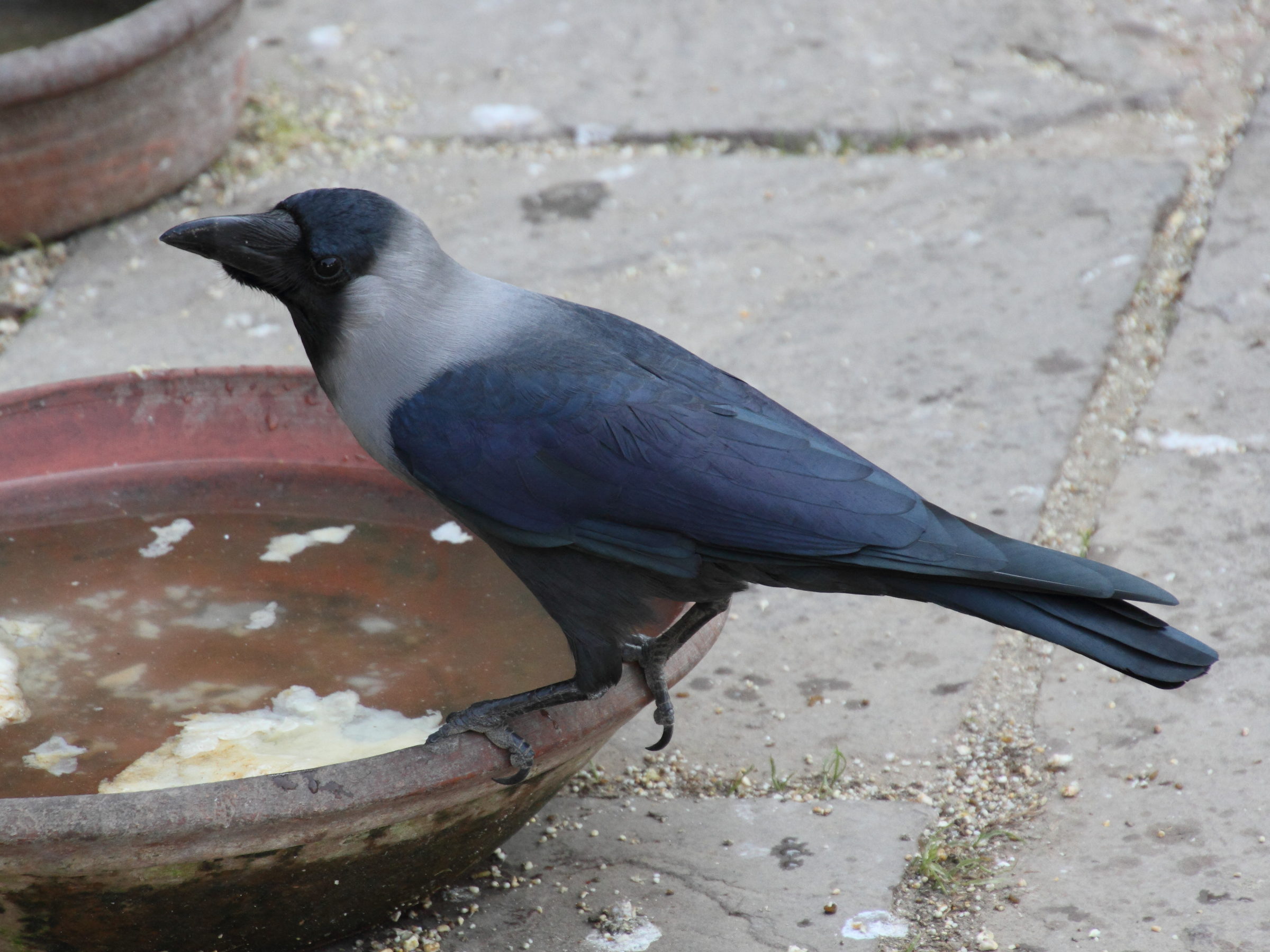 corbeau_familier_-_corvus_splendens2md