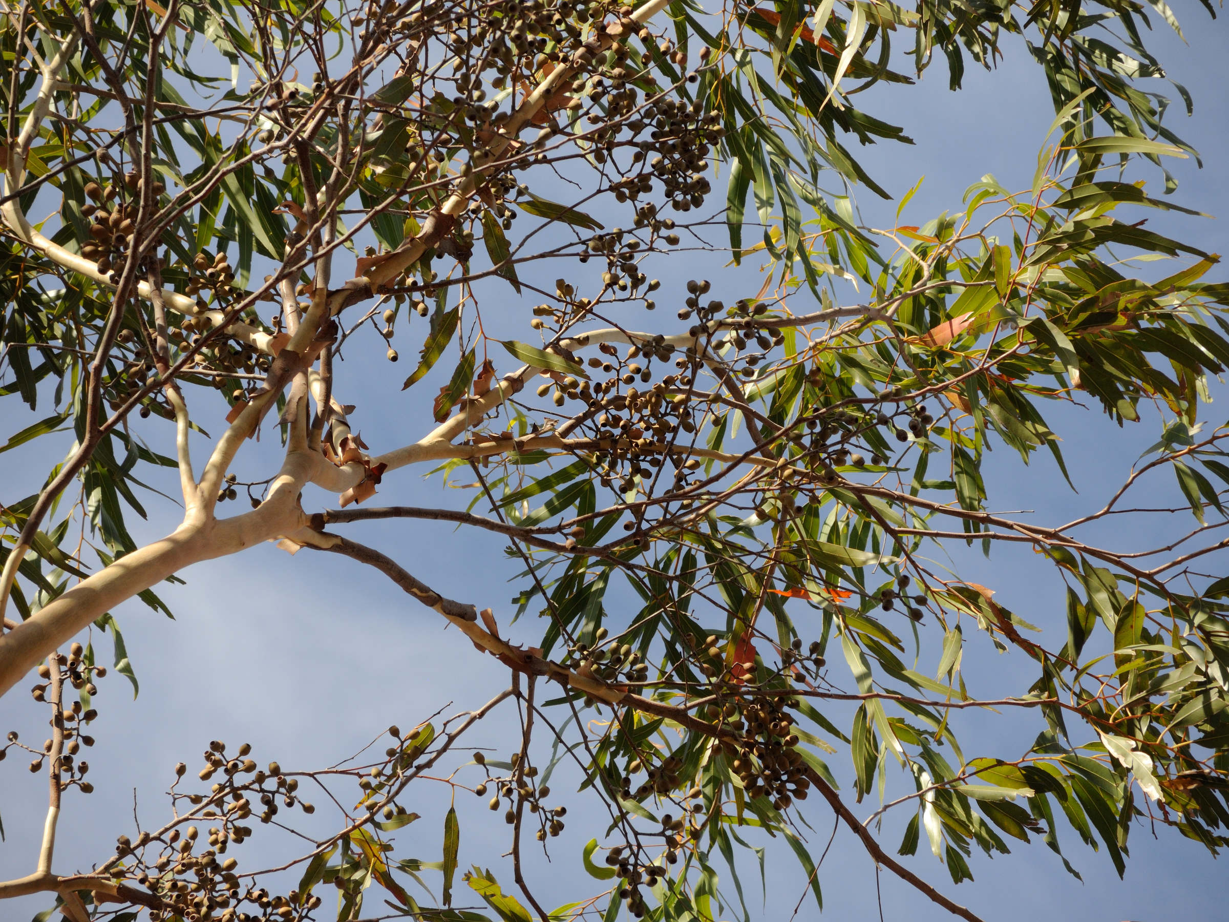 corymbia_citriodora3md