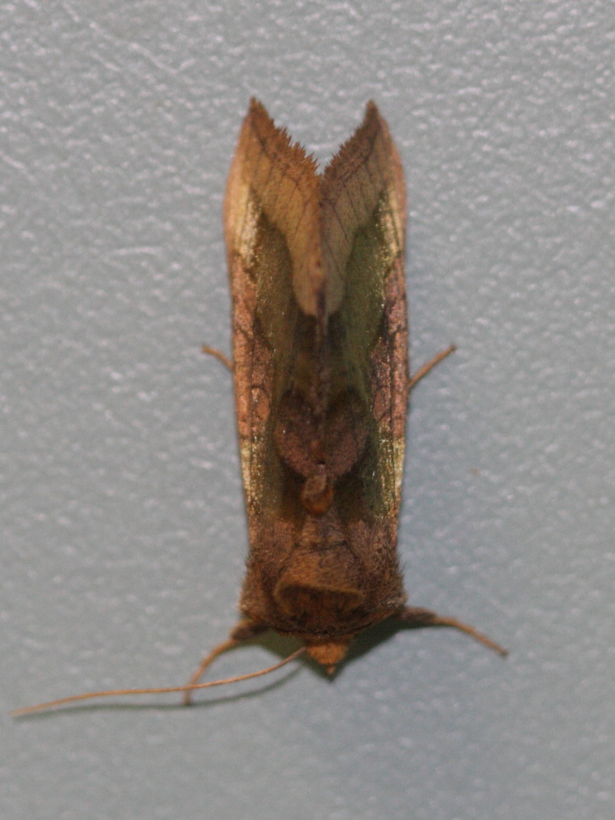 diachrysia_chrysitis7bd