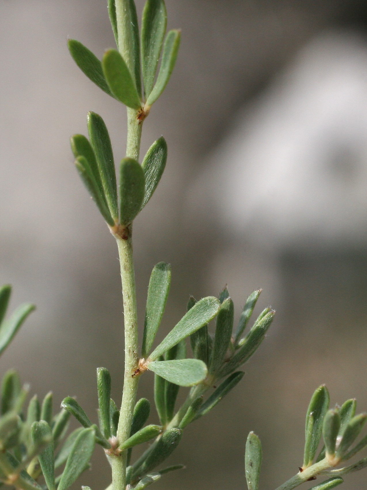 dorycnium_pentaphyllum2md