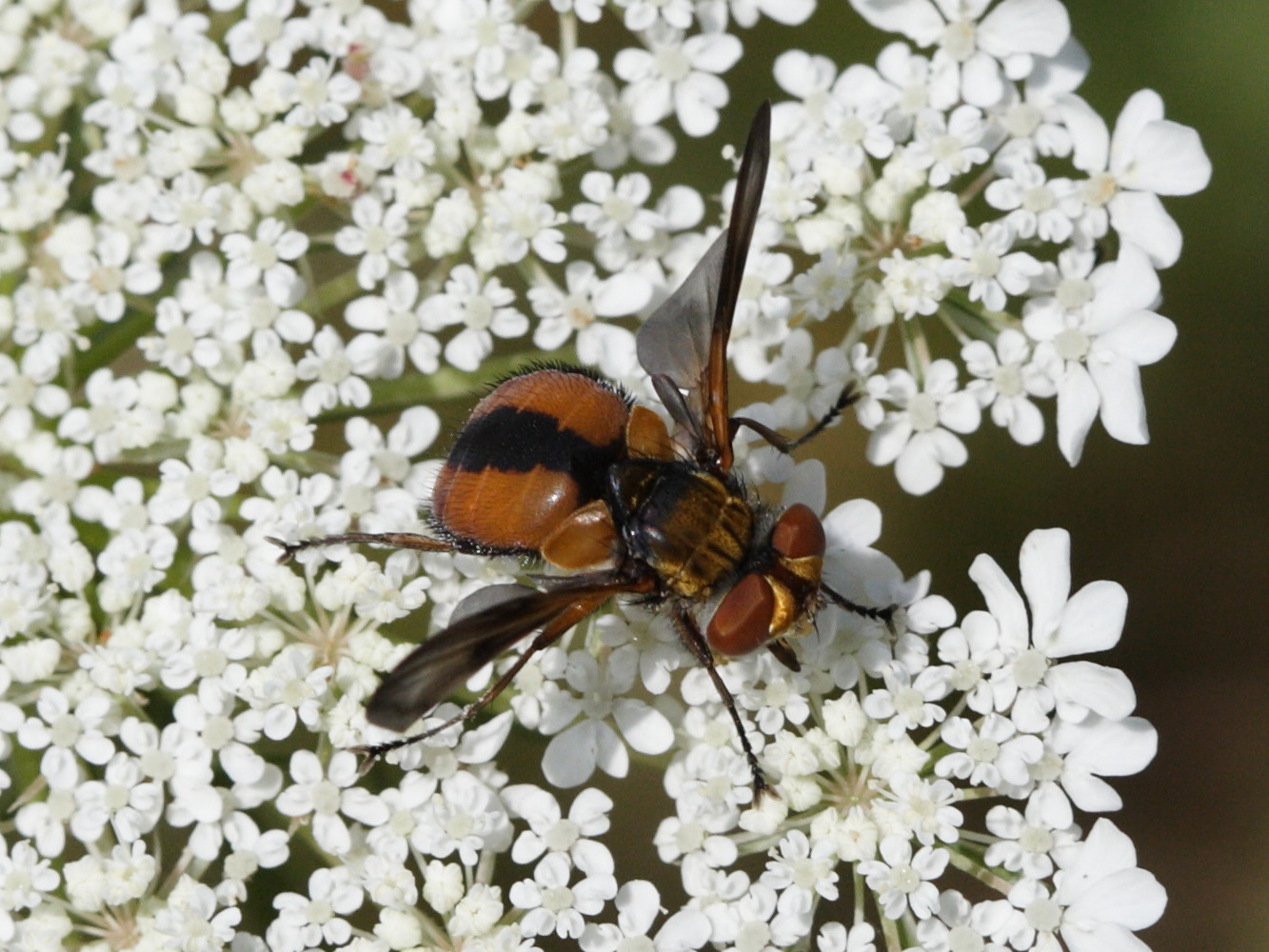 ectophasia_crassipennis2bd