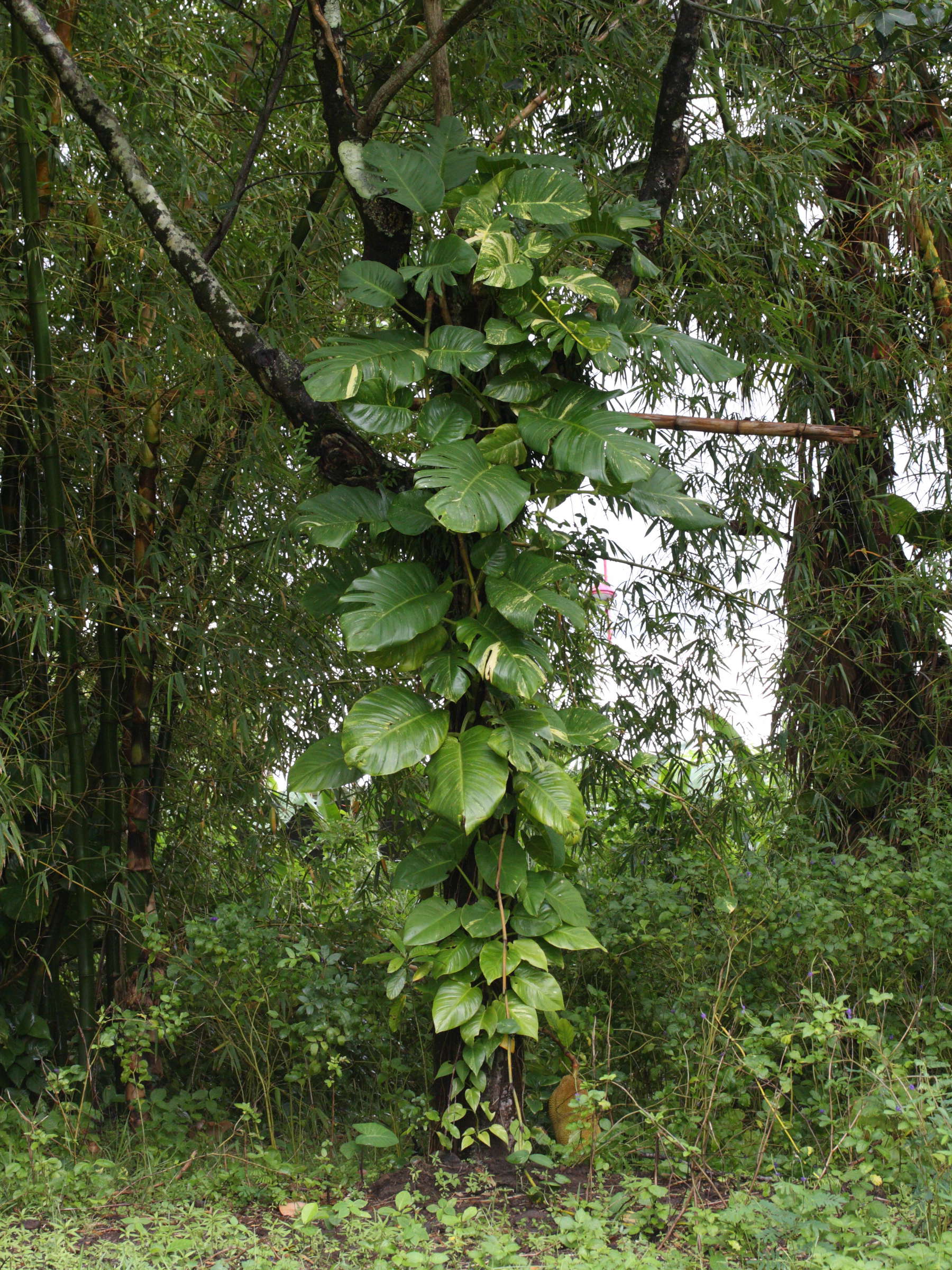 epipremnum_pinnatum1md