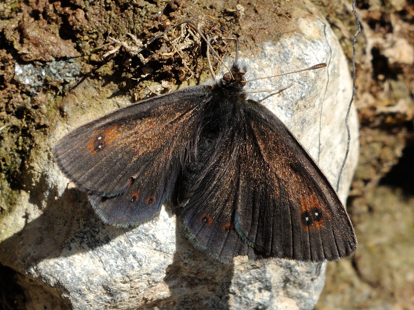 erebia_cassioides3md