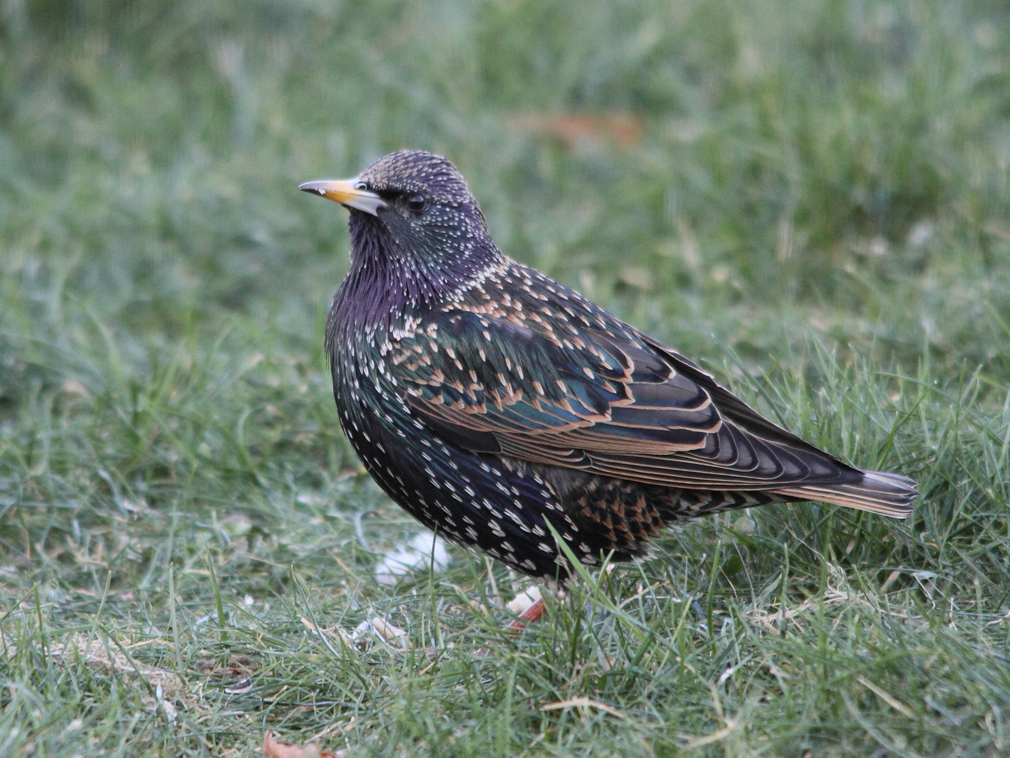 etourneau_sansonnet_-_sturnus_vulgaris1bd