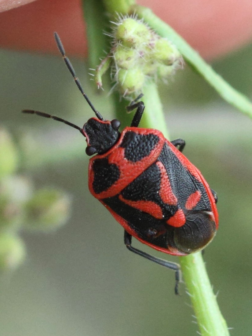 eurydema_oleracea7bd