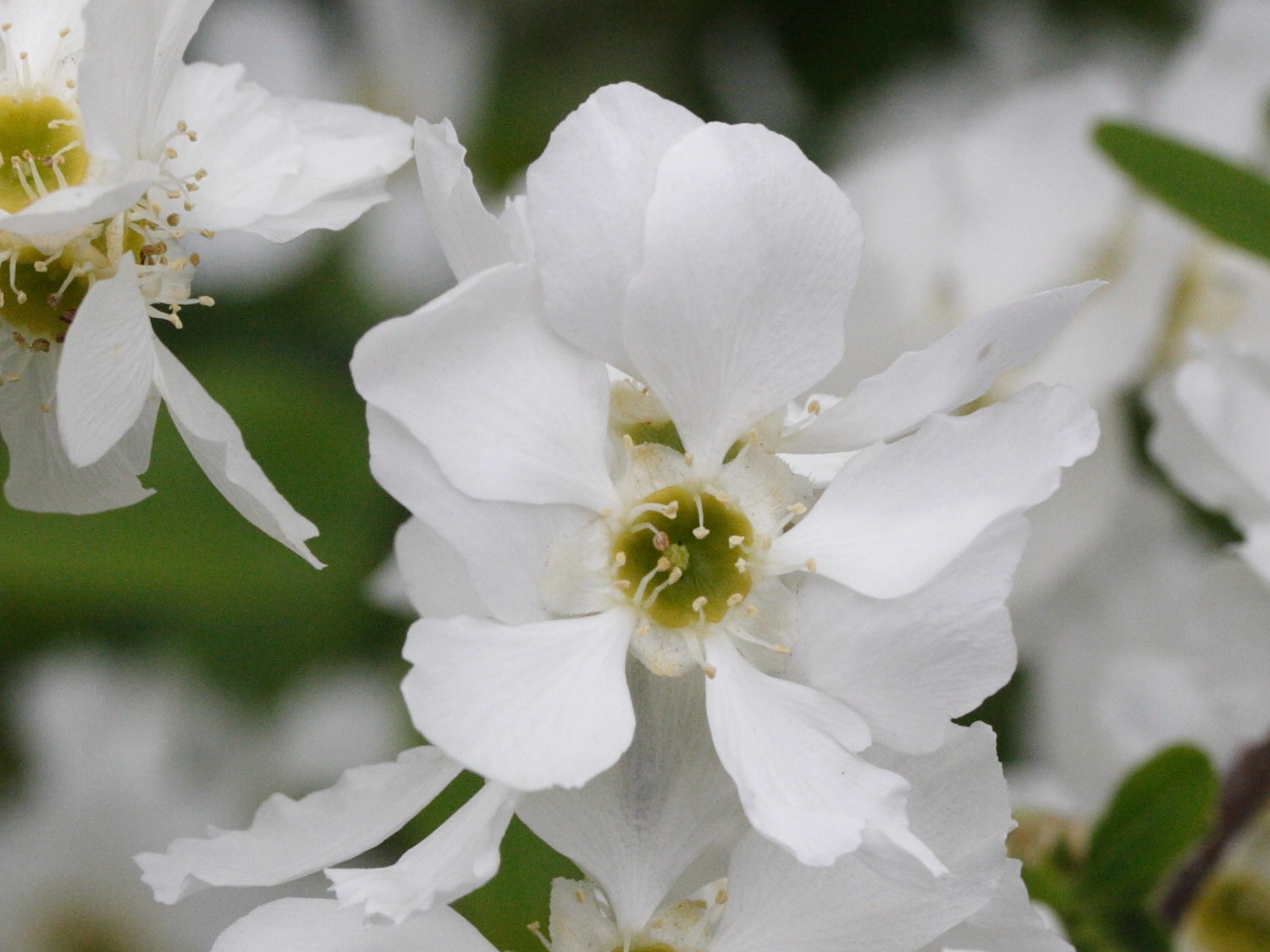 exochorda_macrantha2md