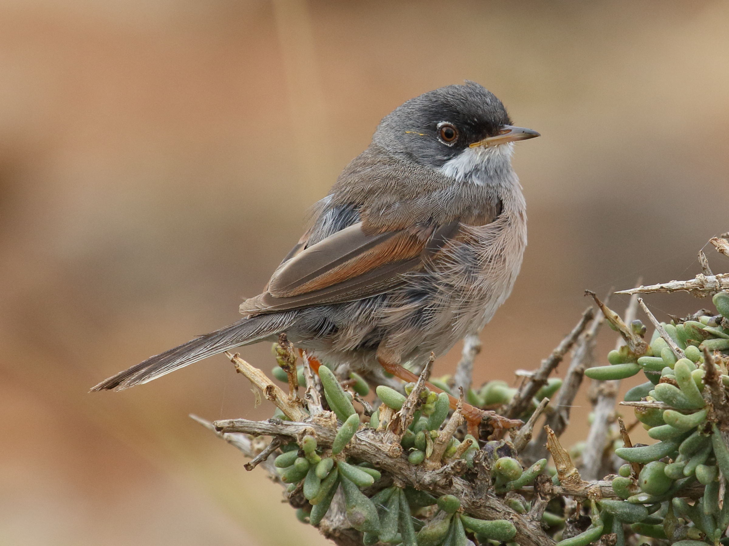 fauvette_a_lunettes_-_sylvia_conspicillata4bd