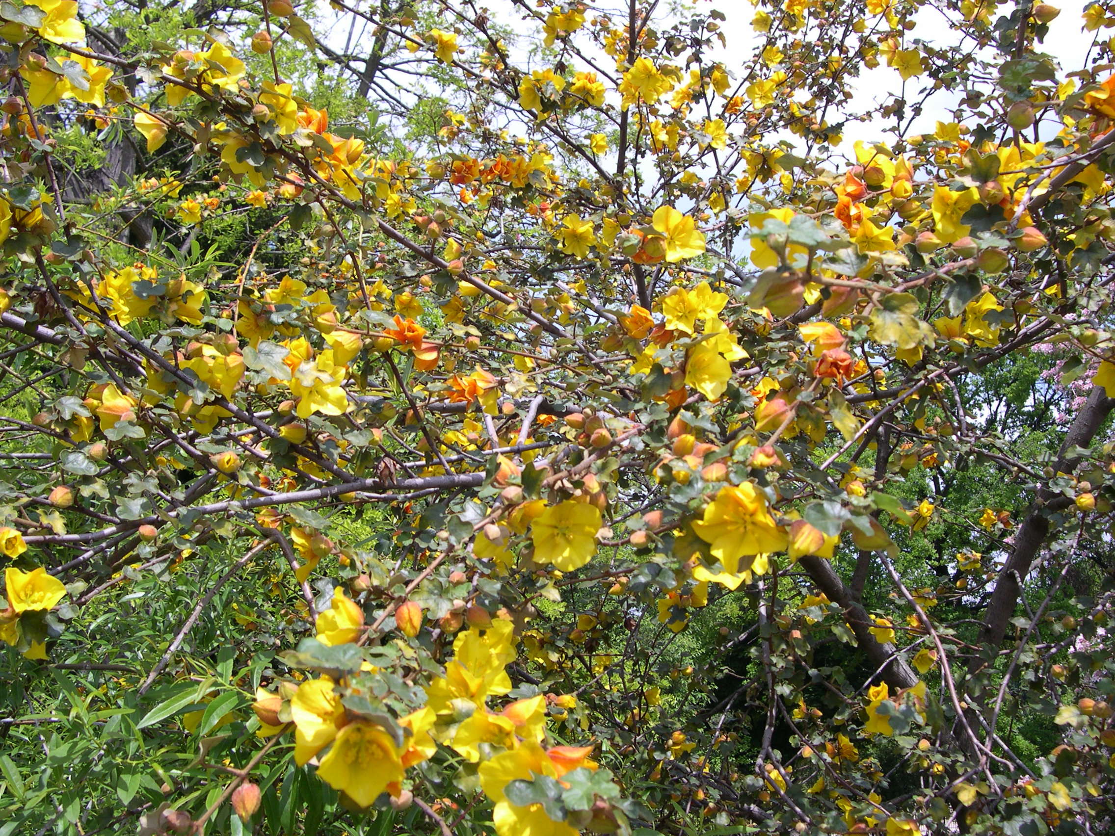 Afficher le média fremontodendron_californicum1md fremontodendron_californicum1md