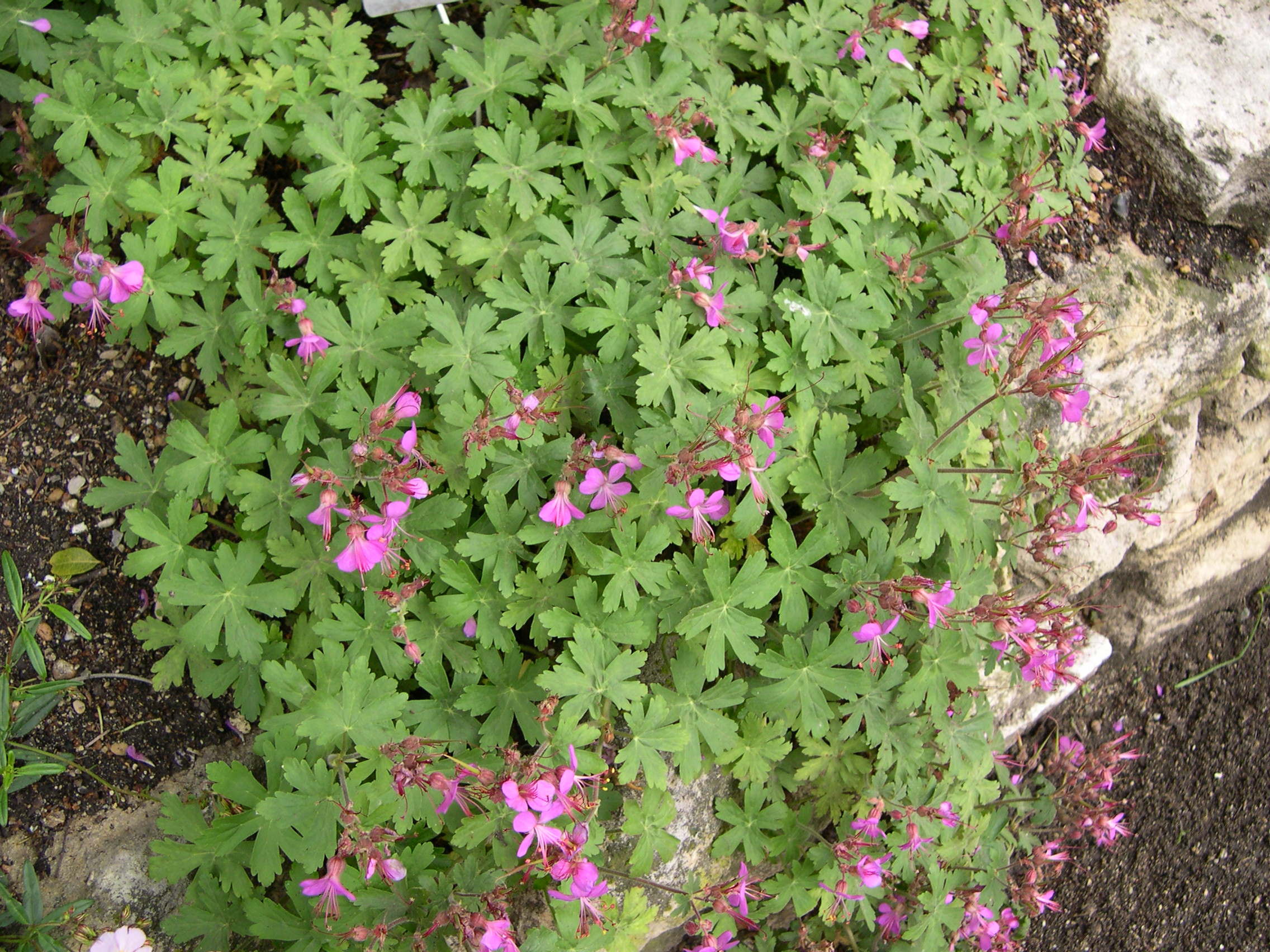 geranium_macrorrhizum1md