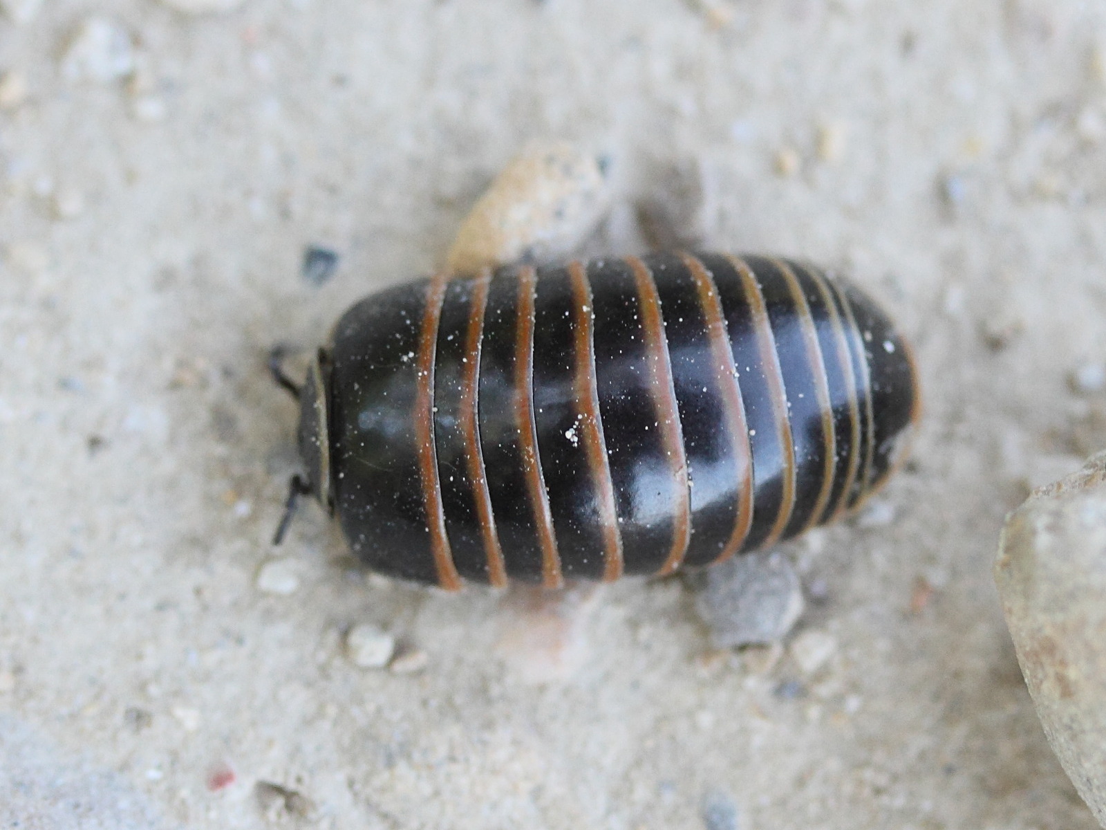 glomeris_marginata3md