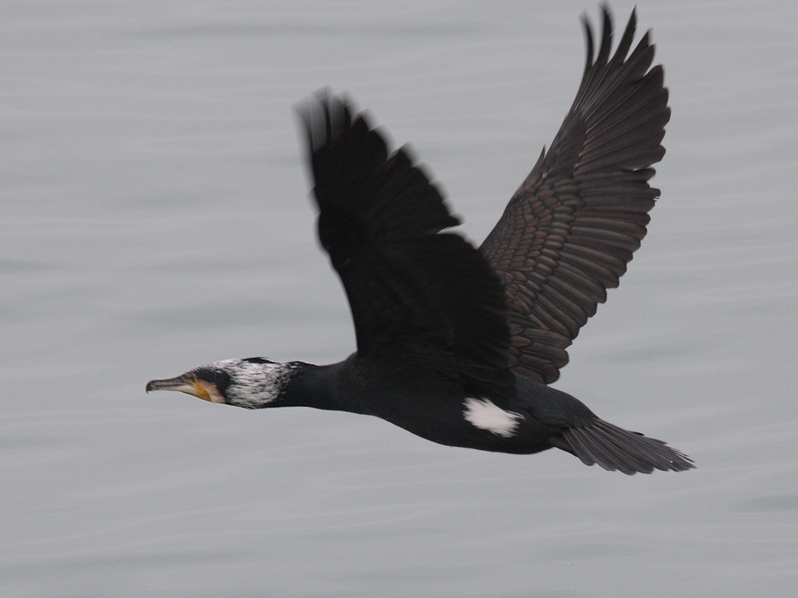 grand_cormoran_-_phalacrocorax_carbo2bd