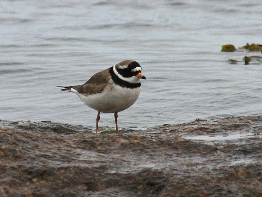 grand_gravelot_-_charadrius_hiaticula4sd