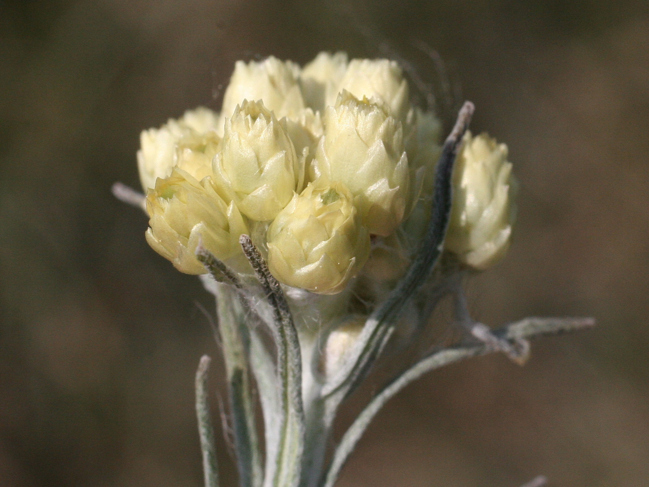 helichrysum_stoechas5md